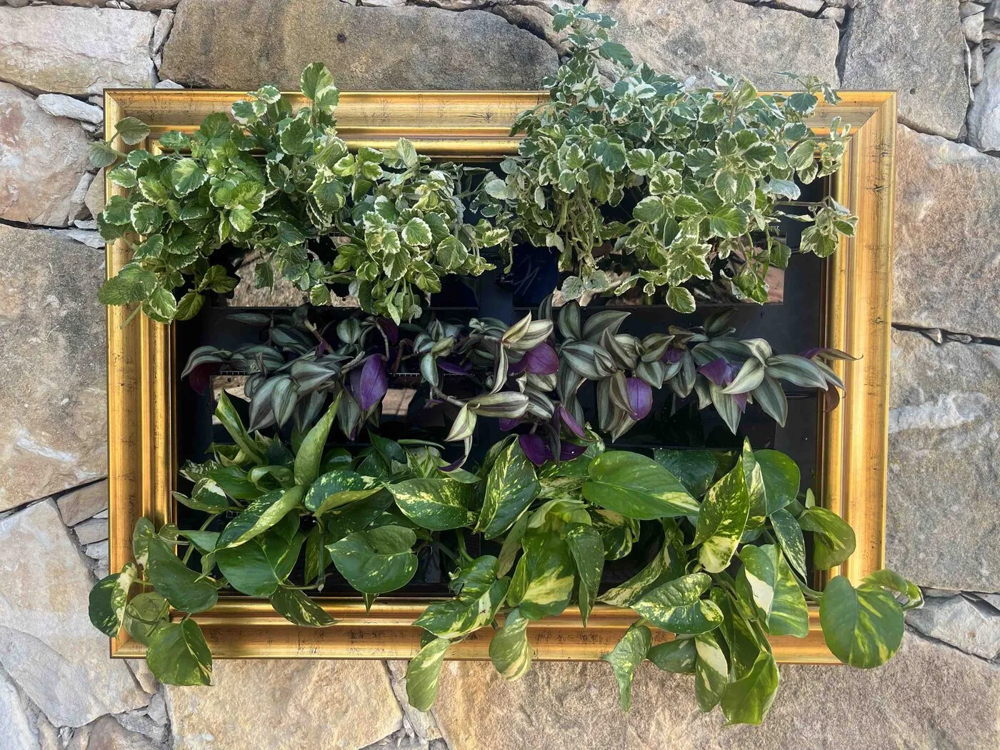 The same planted wall with a gold picture frame around it.