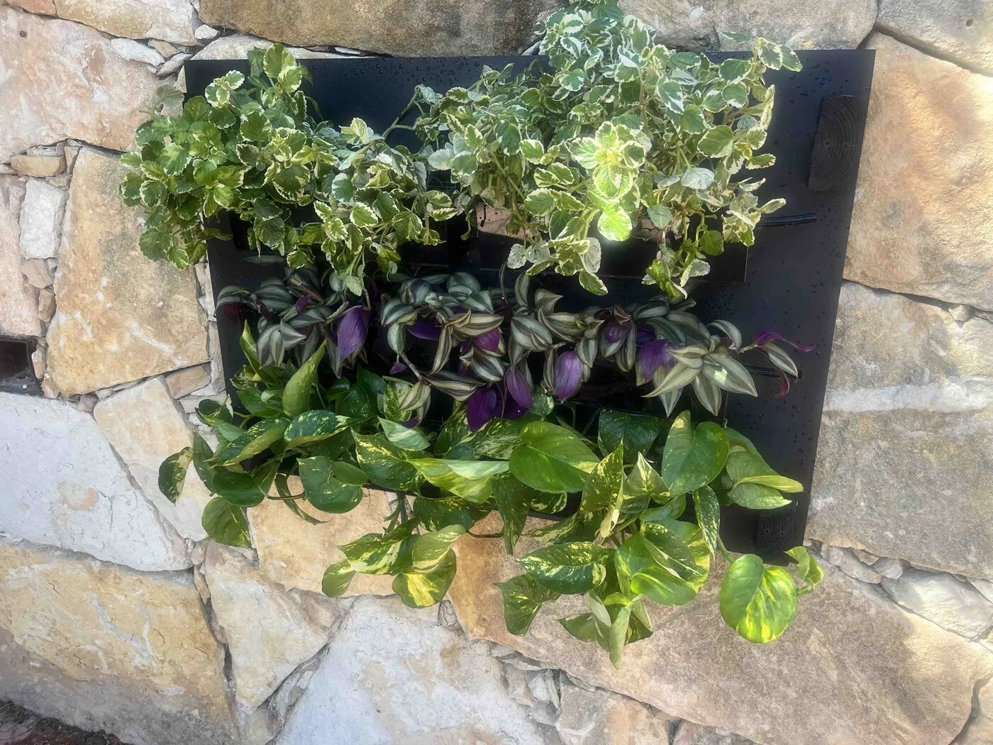 Sam fully planted on a stone wall without its frame: three rows of plants on a black panel.