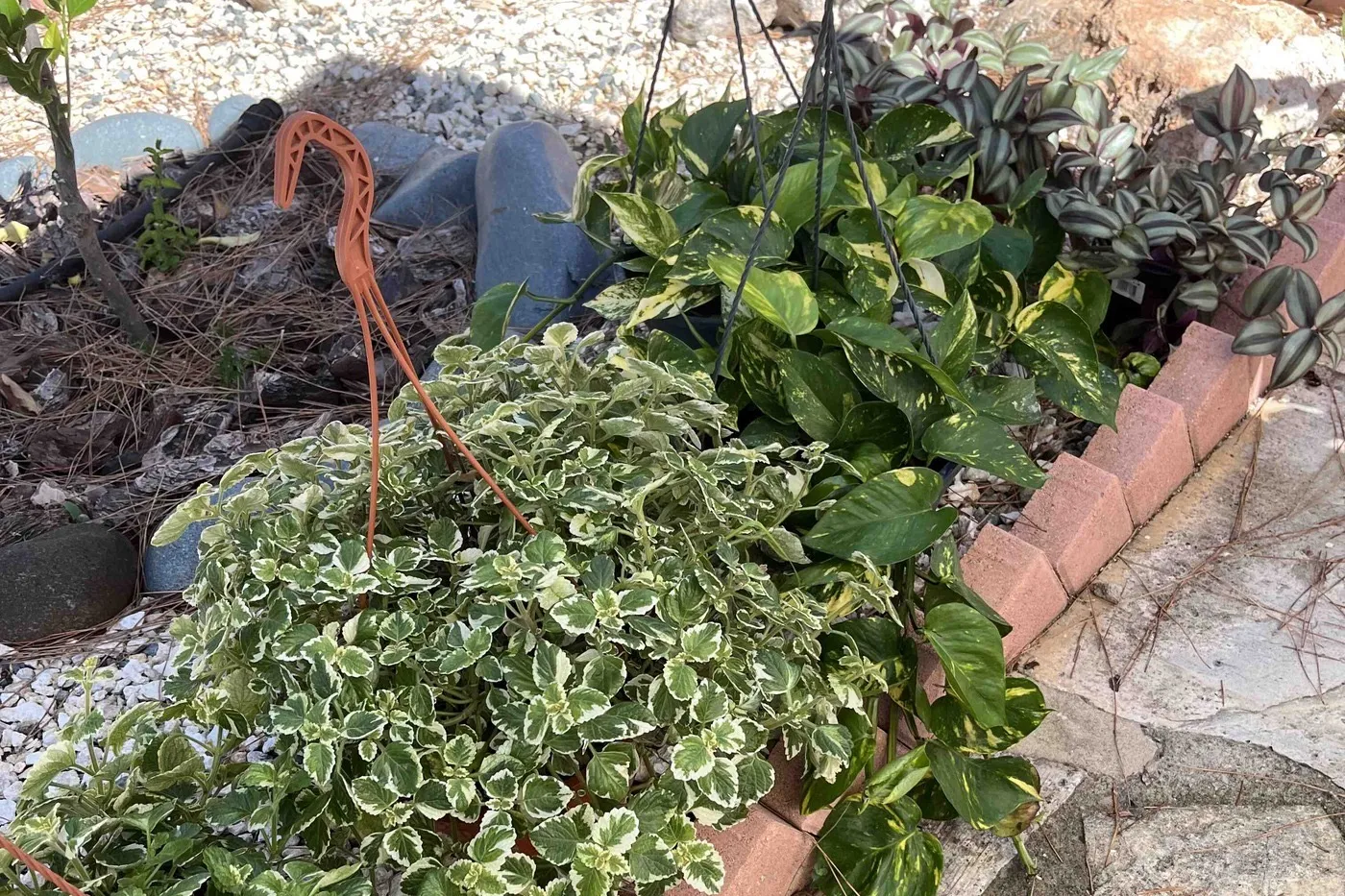 Nursery hanging baskets laid in a garden bed before planting: a large variegated Swedish ivy, a golden pothos and a tradescantia.