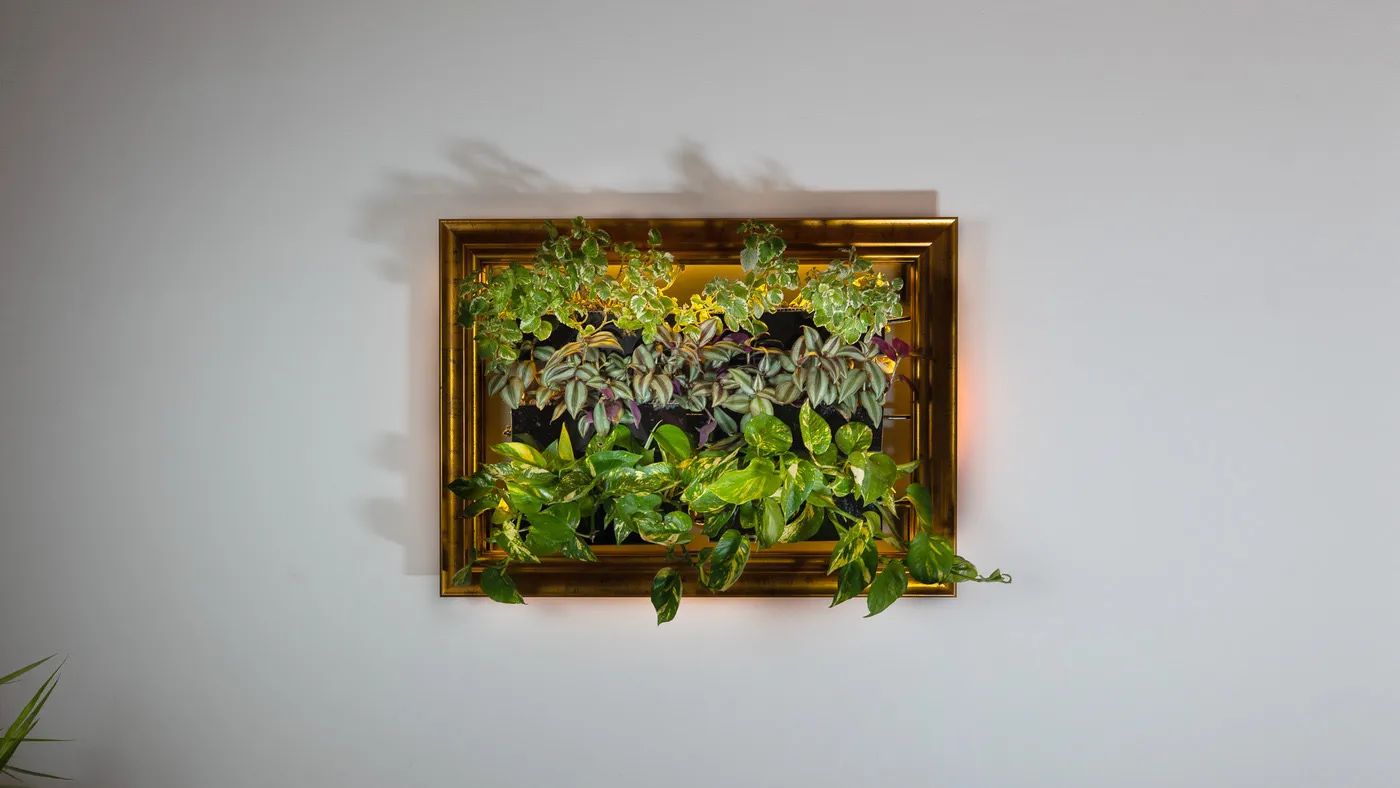 Sam, Meadori's second prototype, on a white living room wall: a gold picture frame holding three rows of plants. Variegated Swedish ivy on top, silver-and-purple tradescantia in the middle, golden pothos spilling over the bottom.