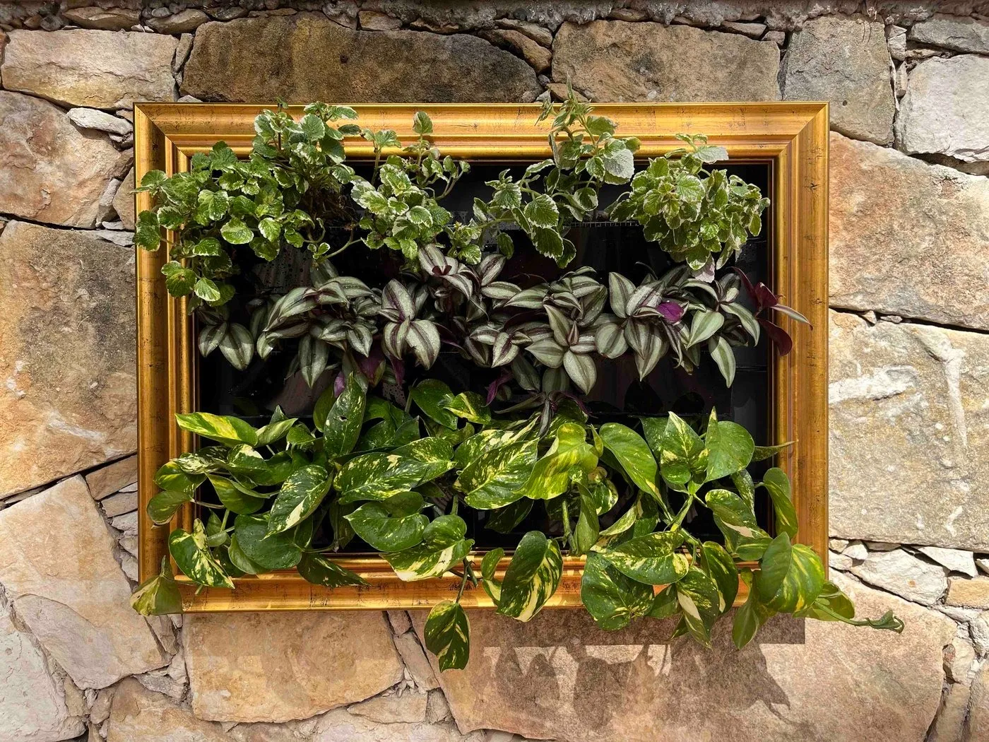 Sam on the stone wall after replanting, with both top planters full of variegated Swedish ivy.