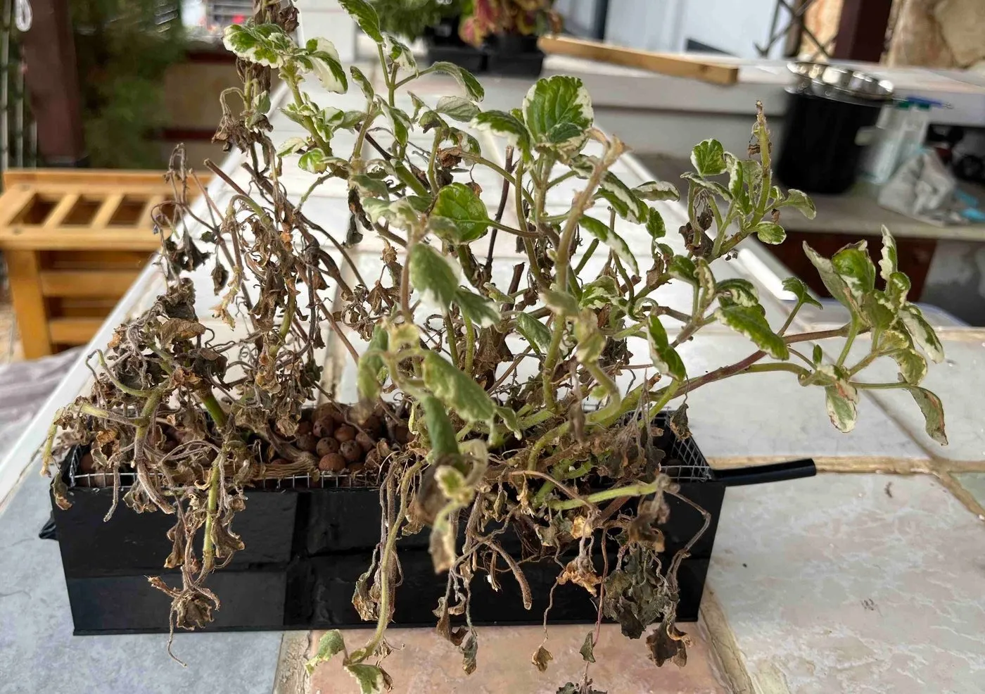 A black acrylic planter of variegated Swedish ivy on a workbench. Many stems are brown and dried, with curled dead leaves hanging over the edge, among a few green ones.