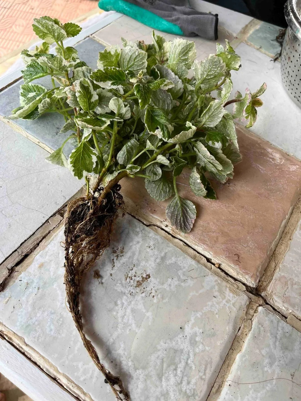 A healthy clump of variegated Swedish ivy with its roots washed, lying on a tiled bench before planting.
