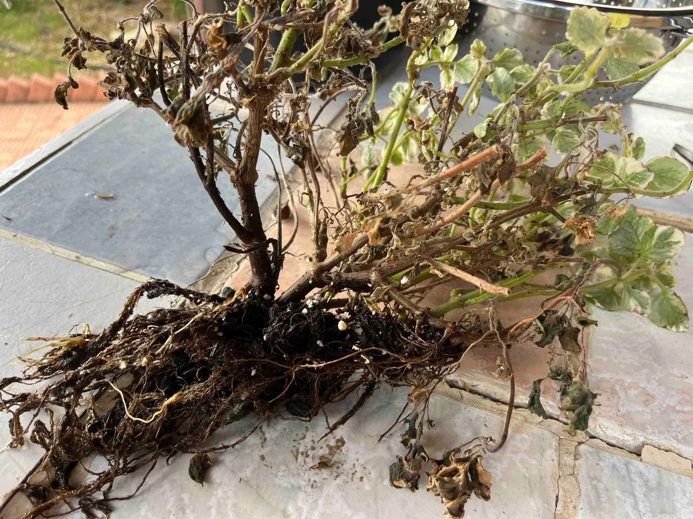 The ivy lifted out of its cup: a dense mat of dark roots around a core of black potting soil flecked with white perlite.