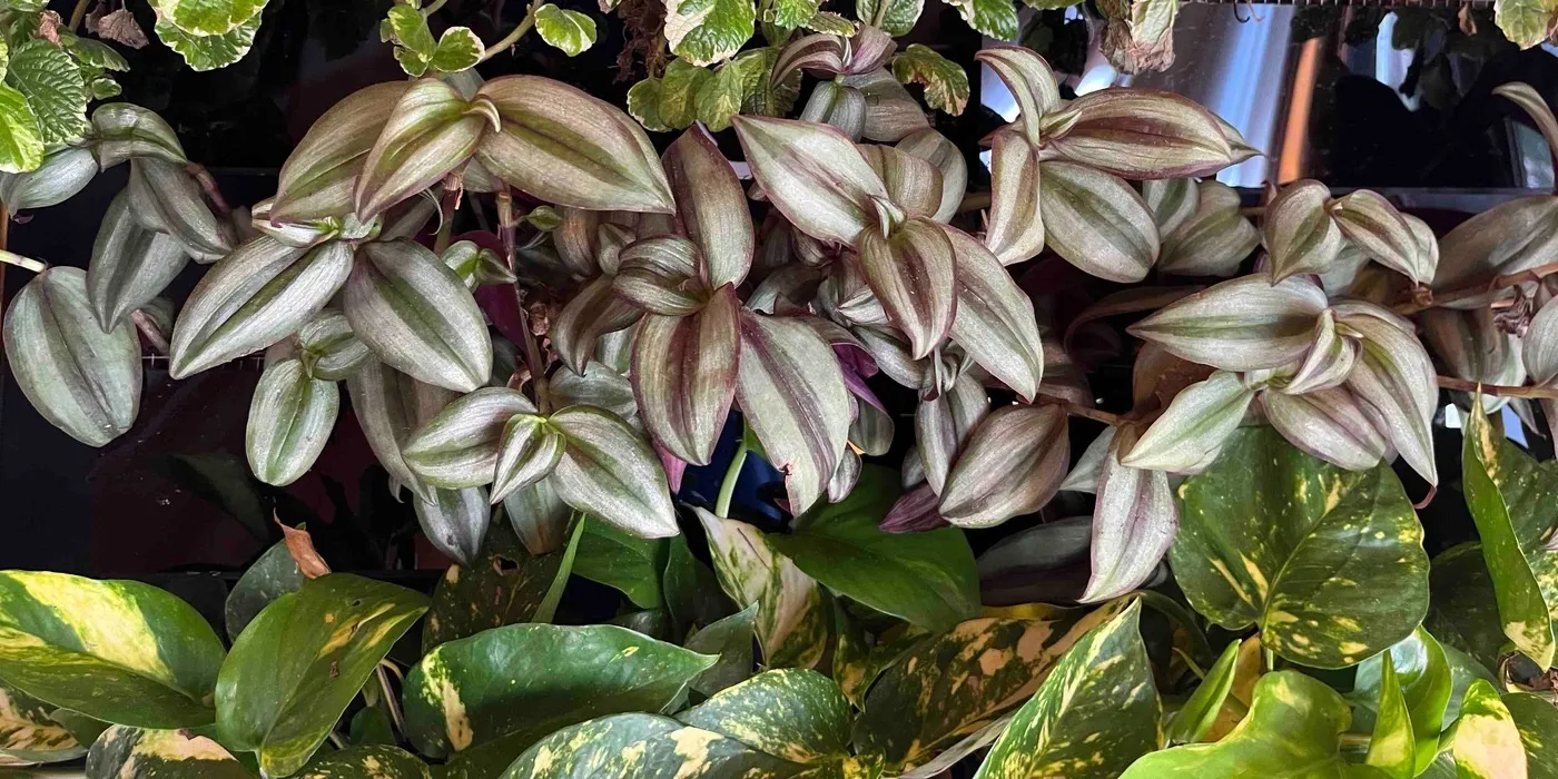 A dense band of silver-striped tradescantia on Sam, with long stems reaching up into the Swedish ivy above.