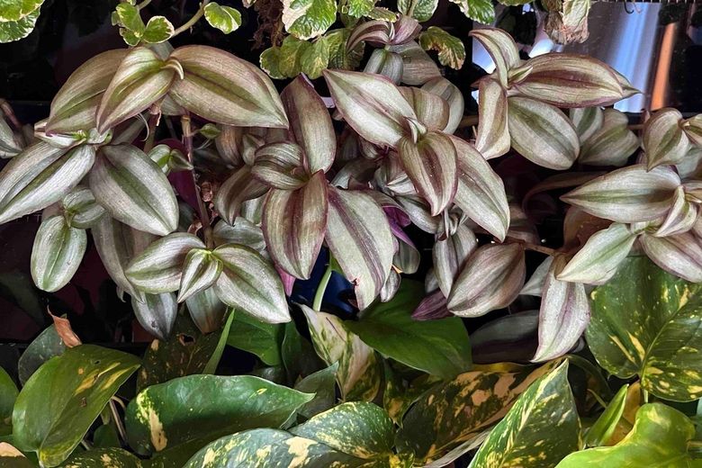 A dense band of silver-striped tradescantia, with long stems reaching up into the Swedish ivy above.