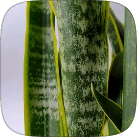 Upright, banded sansevieria blades.