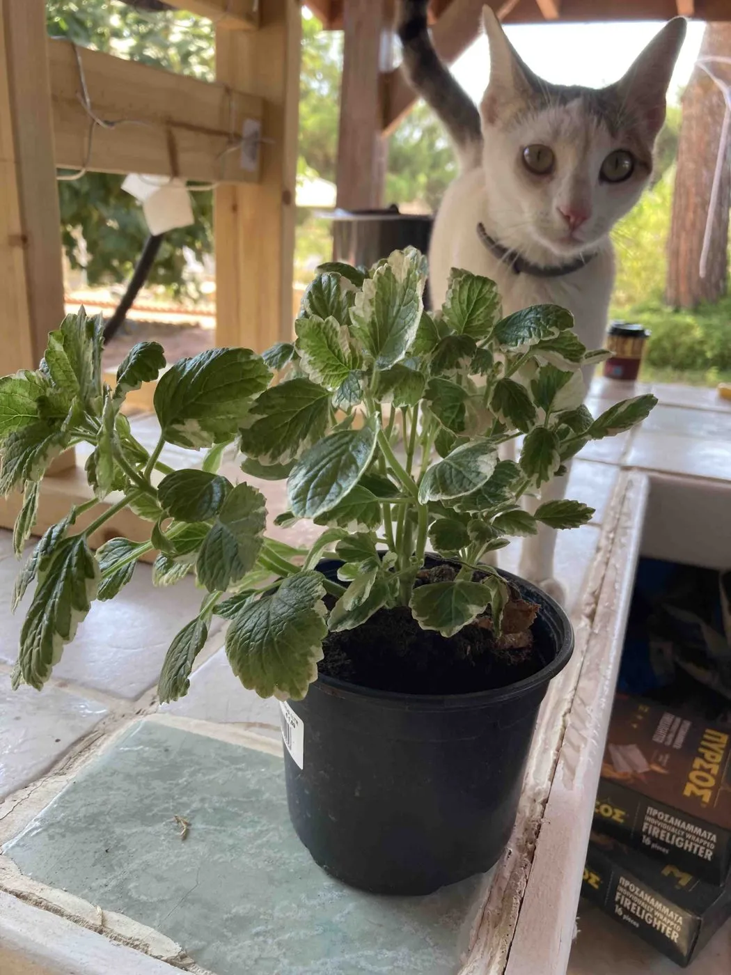 Luna, a white and gray cat, peering over a variegated Swedish ivy in a black nursery pot on an outdoor table