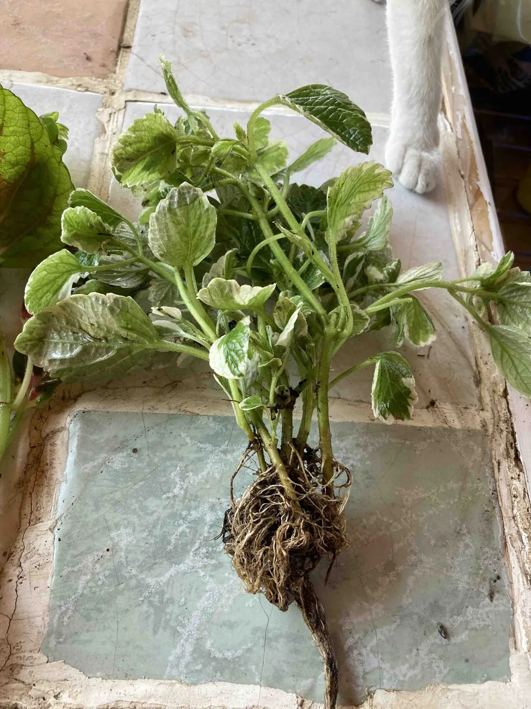 Variegated Swedish ivy lying bare-root on a tiled table with soil washed from its fibrous roots, a cat's paw at the edge of the frame