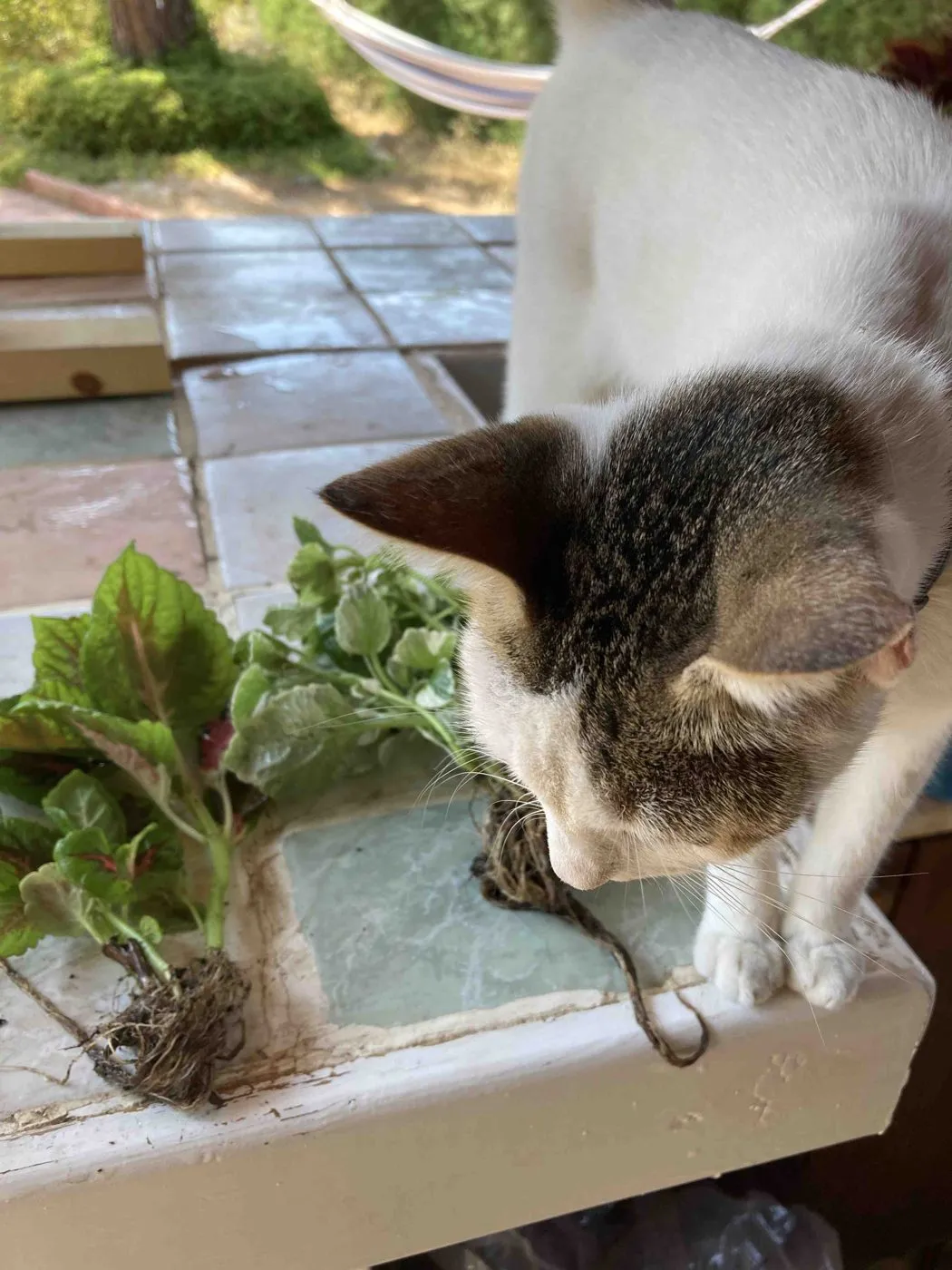 Cat sniffing bare plant roots on a tiled table on planting day