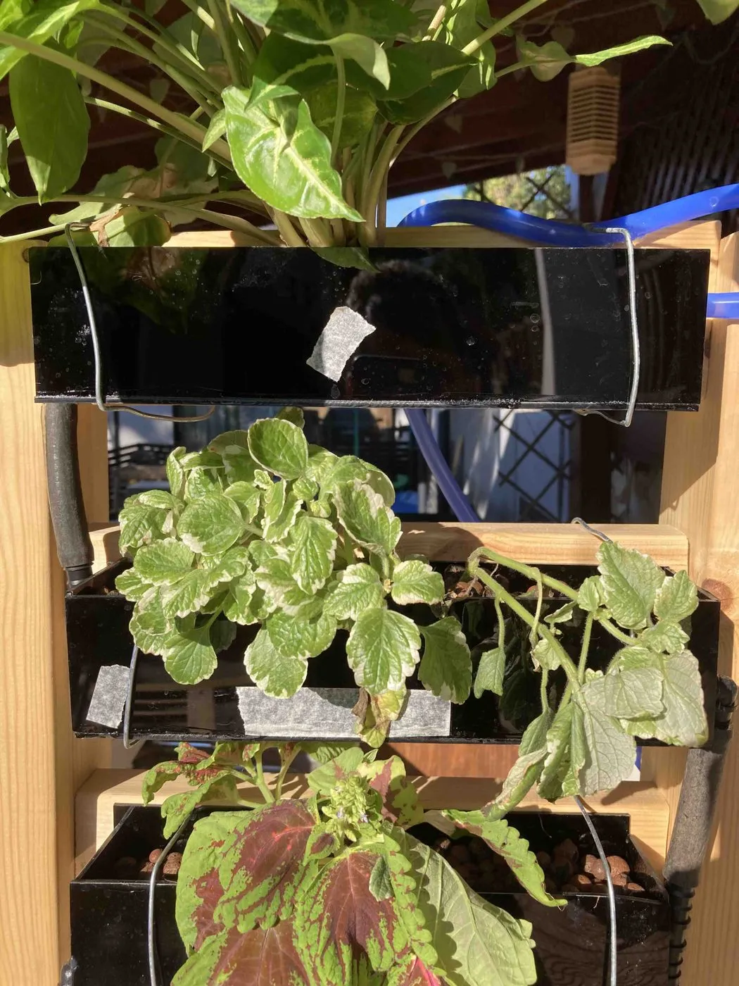 Swedish ivy on day 4 with one section of stems wilting and hanging over the edge of its planter