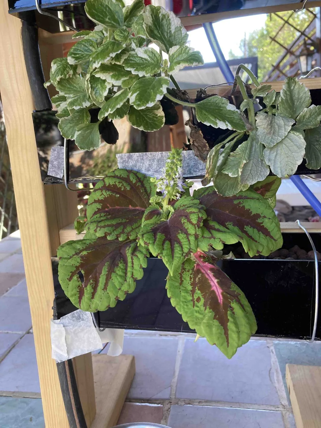 Swedish ivy on day 7 with dark brown, dried leaves in one part of the planter while the rest stays green
