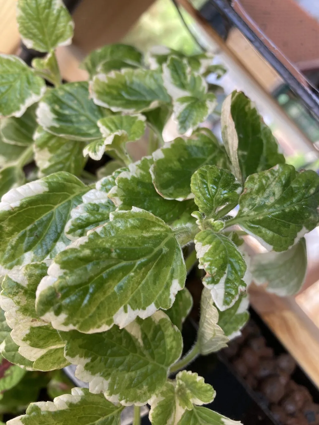 Close-up of healthy variegated Swedish ivy leaves, scalloped and edged in cream, on day 11