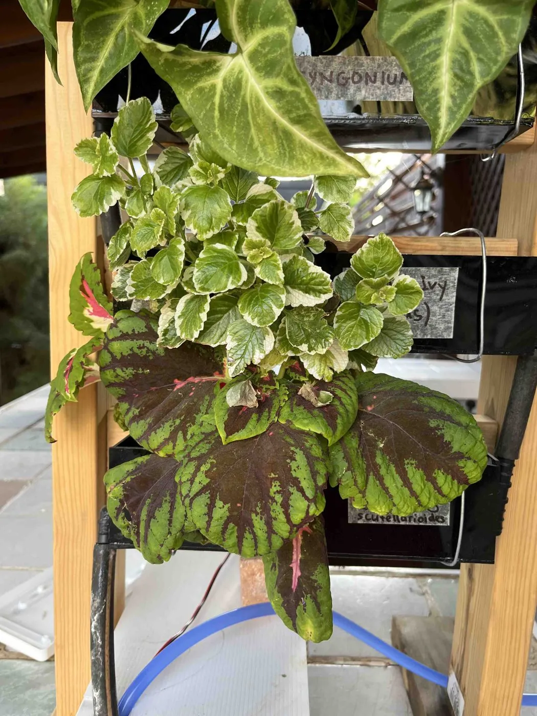 Full, dense variegated Swedish ivy filling the middle planter of Frankie on day 42, with coleus below