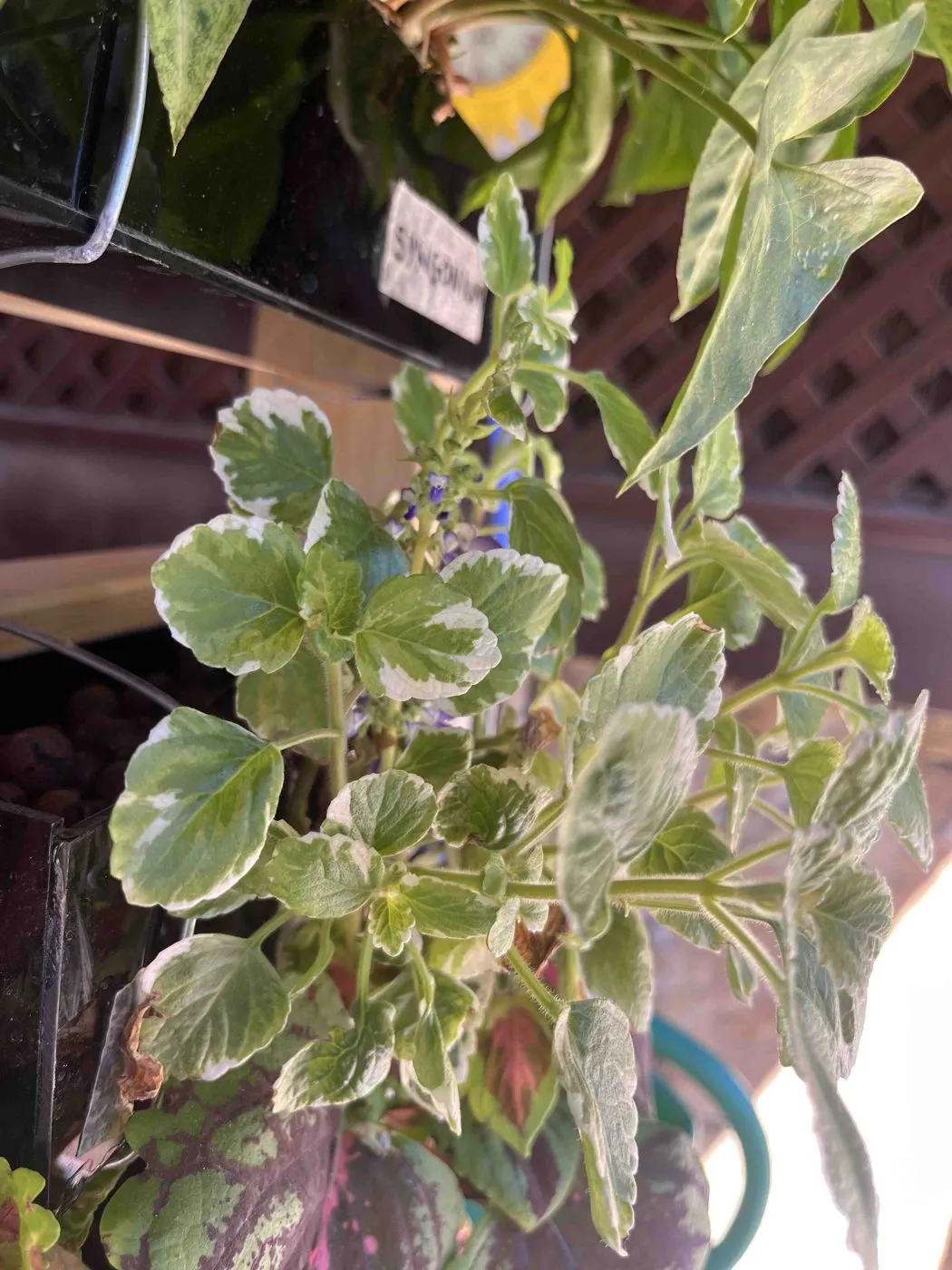 Variegated Swedish ivy with small blue-lilac flower spikes among cream-edged leaves on day 54