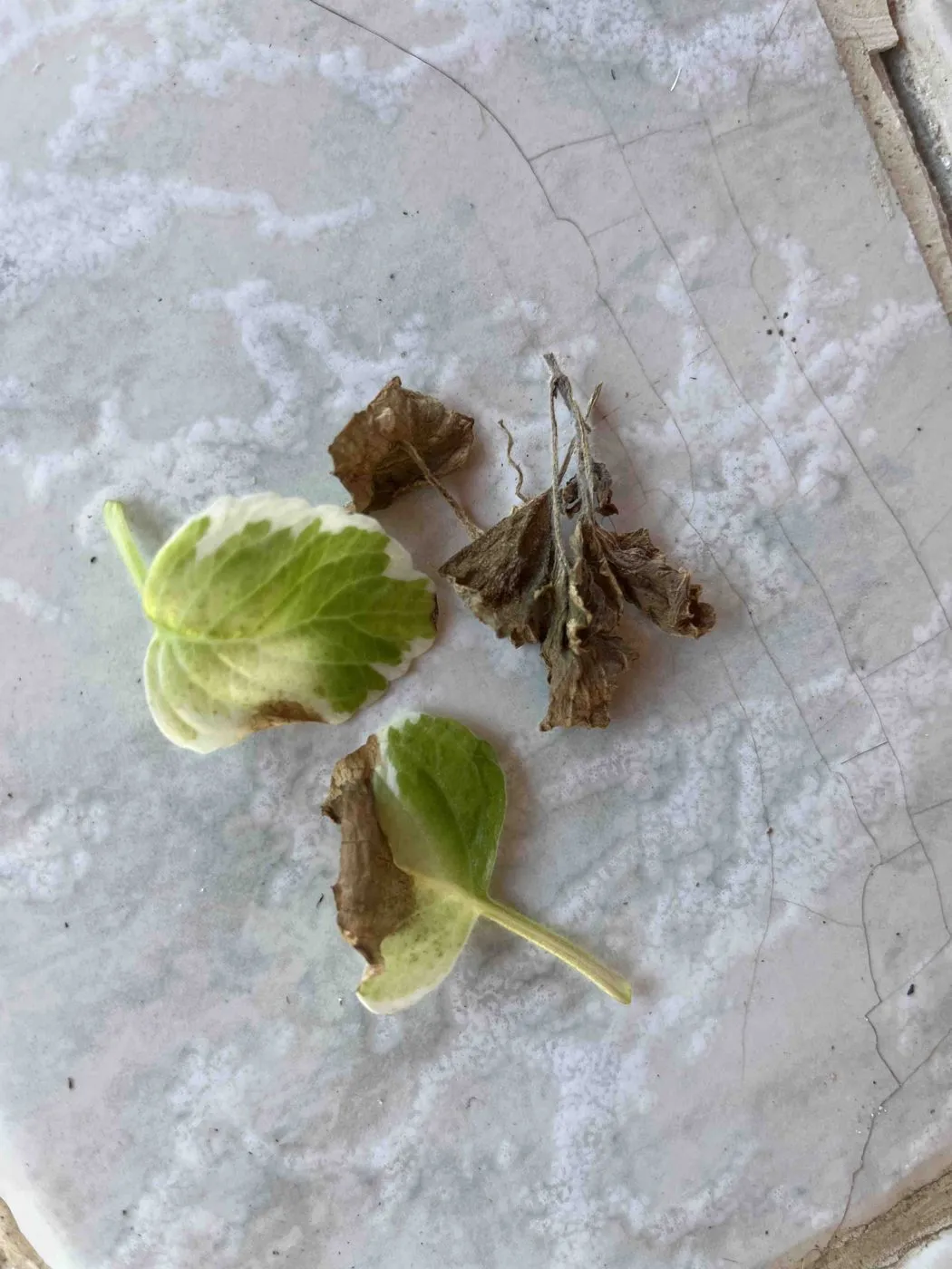 Two trimmed variegated Swedish ivy leaves and a few dry brown dead leaves on a white surface