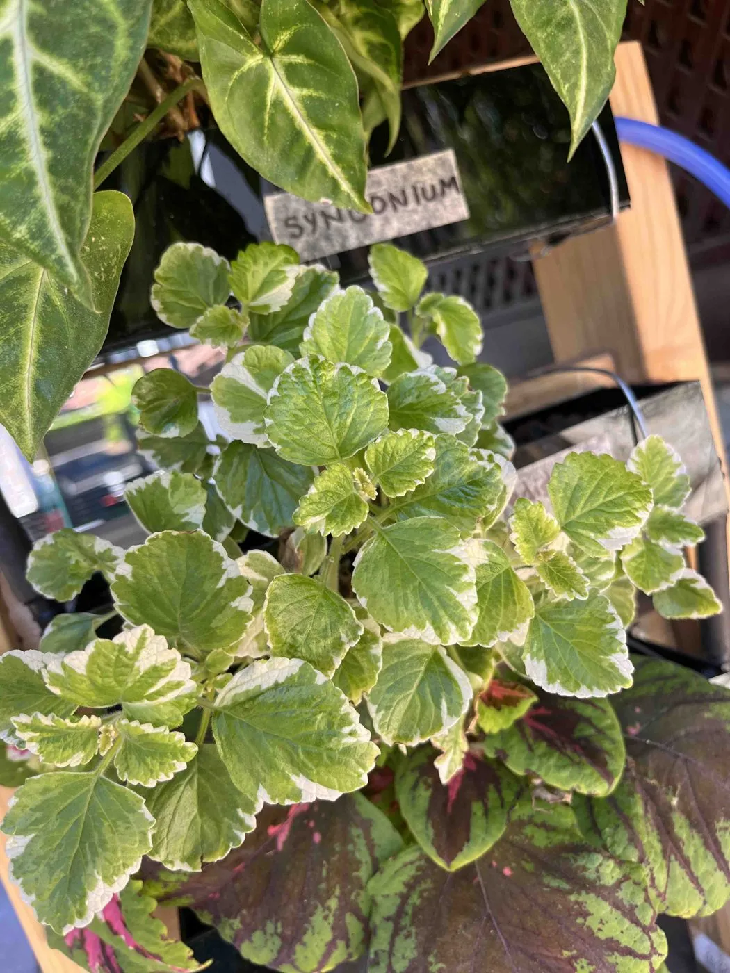 Dense mound of variegated Swedish ivy with scalloped green leaves edged in cream, filling the middle planter of Frankie on day 54