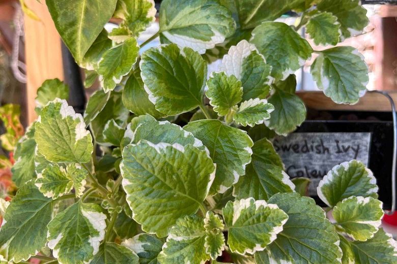 A dense mound of variegated Swedish ivy, scalloped leaves edged in cream, between an arrowhead plant above and coleus below.