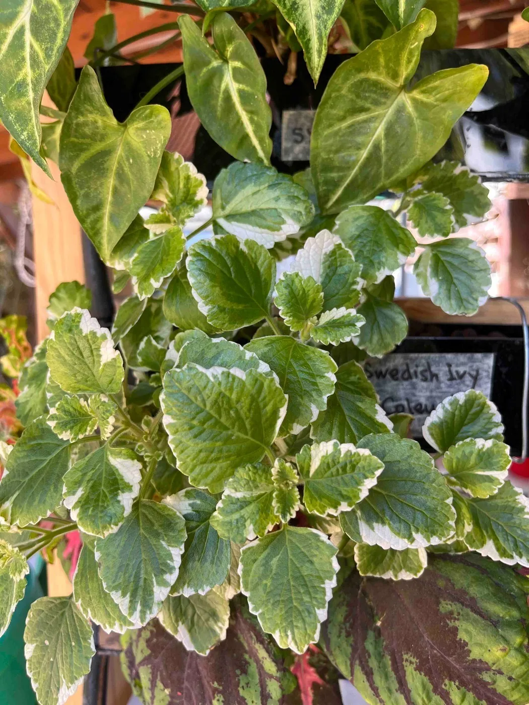 A dense mound of variegated Swedish ivy, scalloped leaves edged in cream, between an arrowhead plant above and coleus below on Frankie.