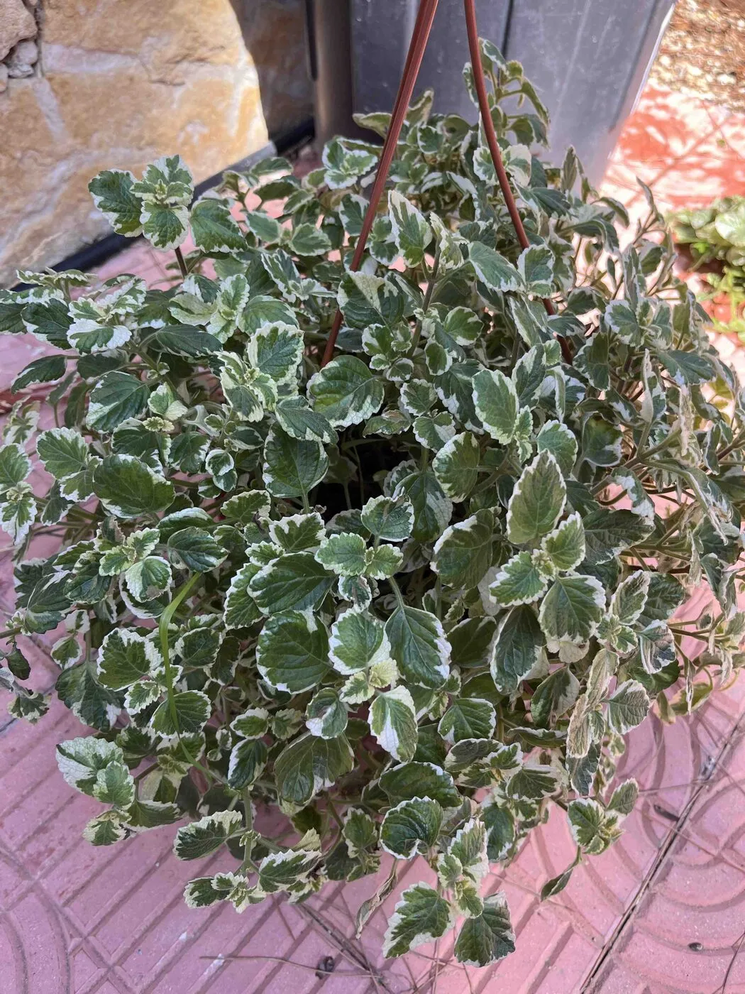 A large variegated Swedish ivy in a hanging basket, with small green leaves edged in cream.