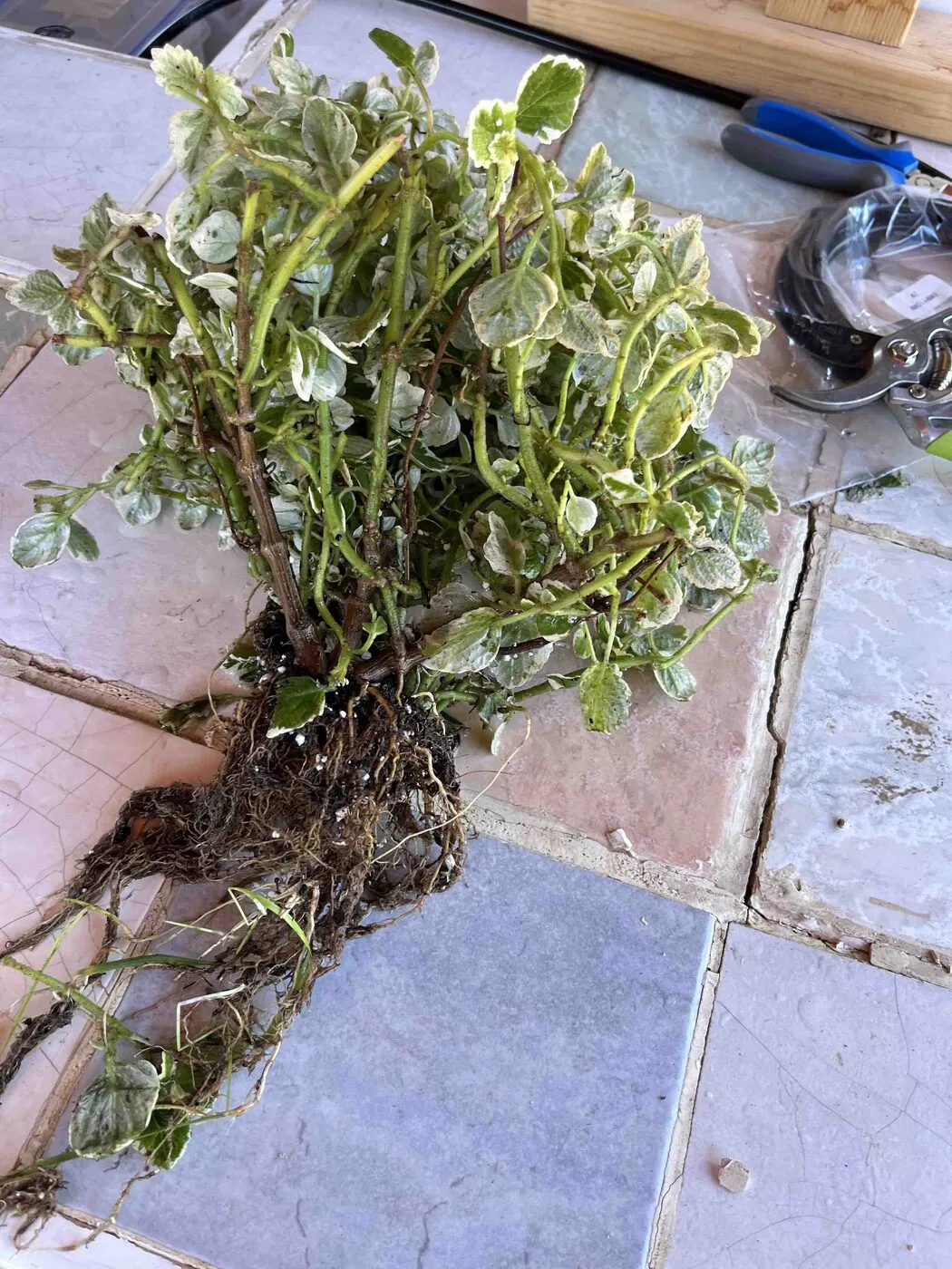 The Swedish ivy out of its pot with the soil washed off, showing a mass of stems and roots.