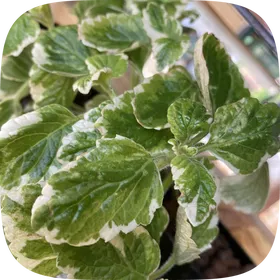 Scalloped Swedish ivy leaves edged in cream, growing densely.