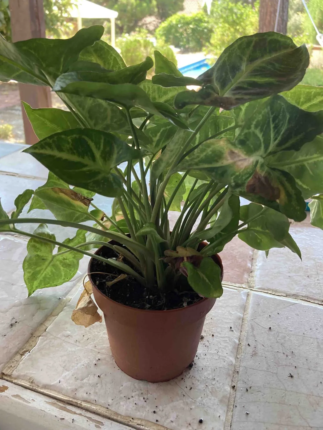 Arrowhead plant in a terracotta nursery pot with some brown blotches on older leaves