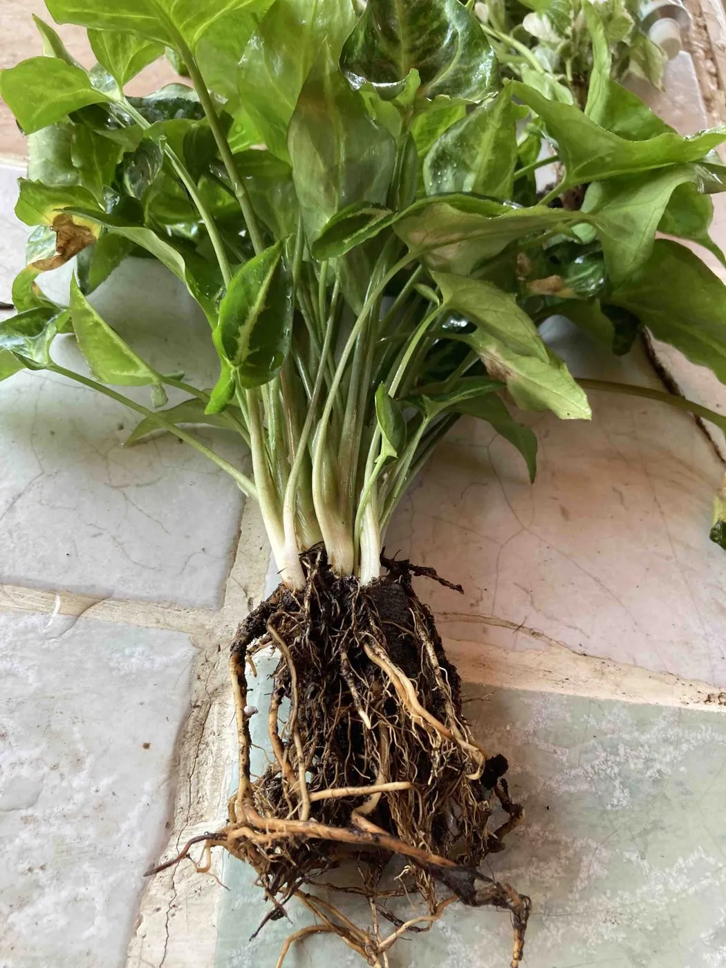 Syngonium out of its pot showing a dense crown of pale stems and a large root ball with soil