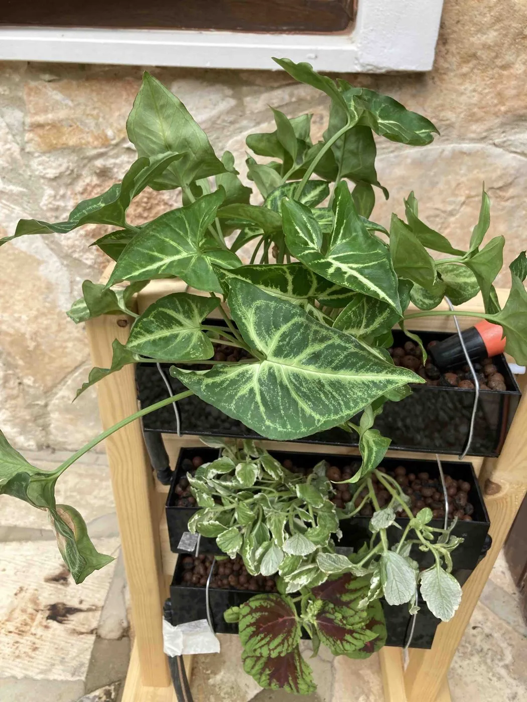 Syngonium freshly planted in the top black planter of a wooden three-tier stand against a stone wall, with a garden hose nozzle beside it