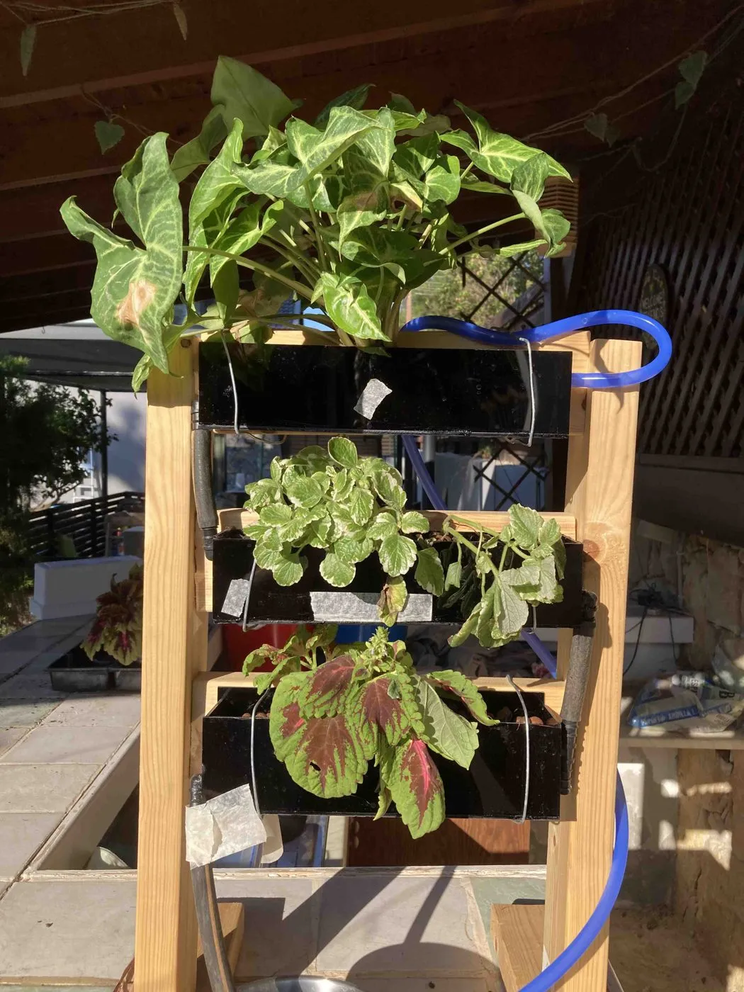 Frankie's wooden stand with three planters under a shaded wooden pergola, a blue silicone hose running to the top planter