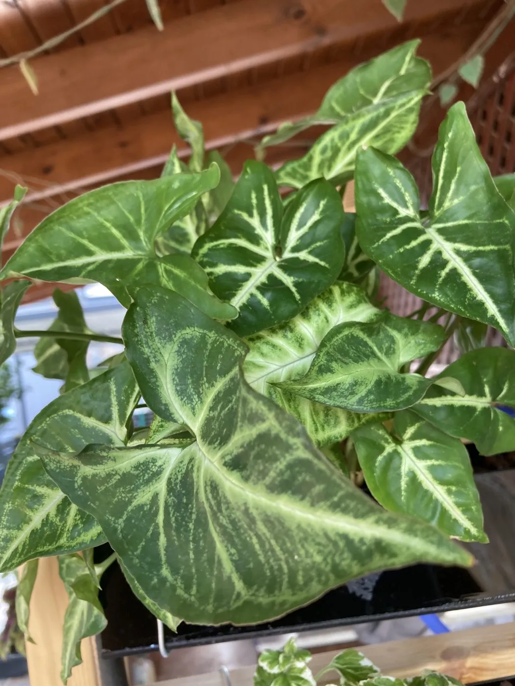 Close-up of fresh Syngonium leaves with clean green and silvery-white veining, day 11