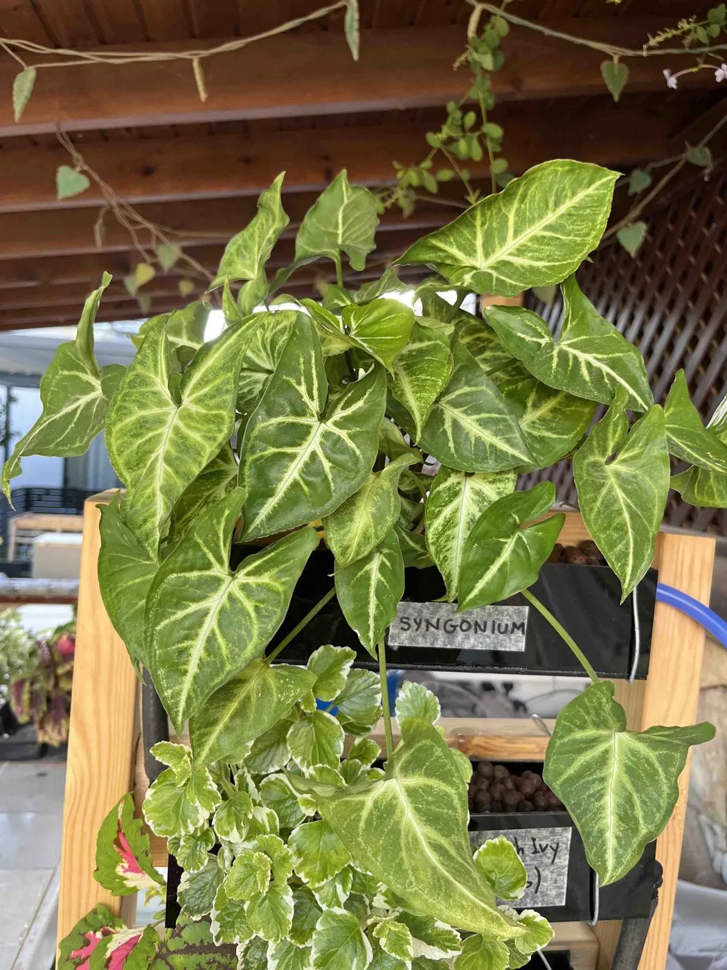 Lush Syngonium spilling over the top planter of Frankie, day 42, with variegated Swedish ivy below
