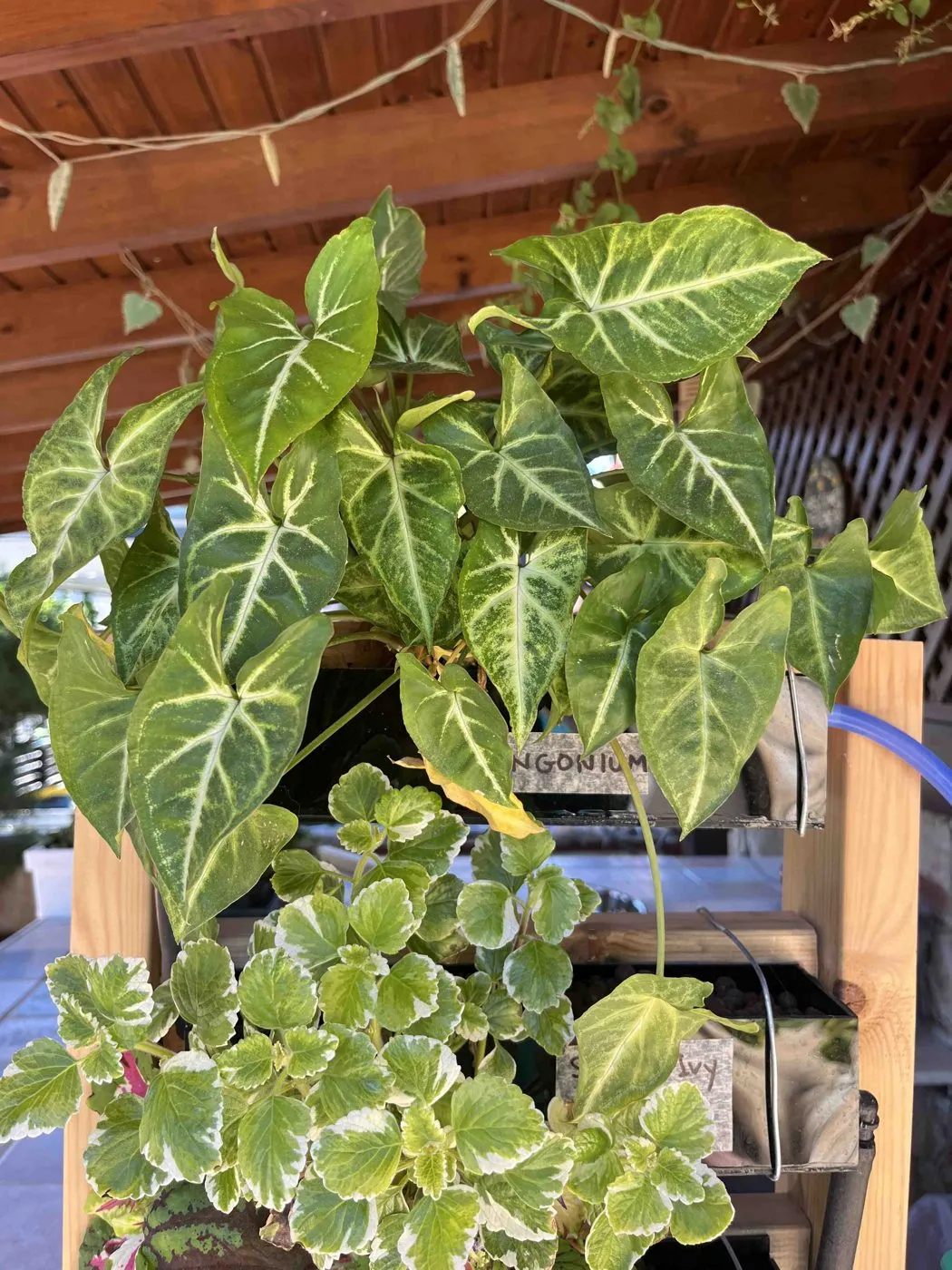 Syngonium in the top planter of Frankie on day 54, before trimming, with several yellowing older leaves among the green ones