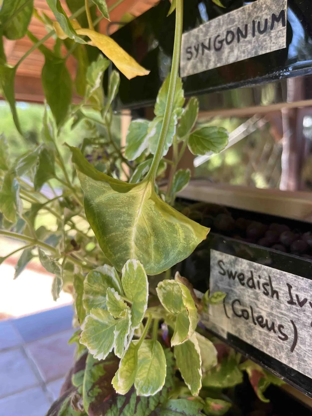 Close-up of an older Syngonium leaf turning pale yellow with its edges slightly cupped, next to a planter labeled SYNGONIUM