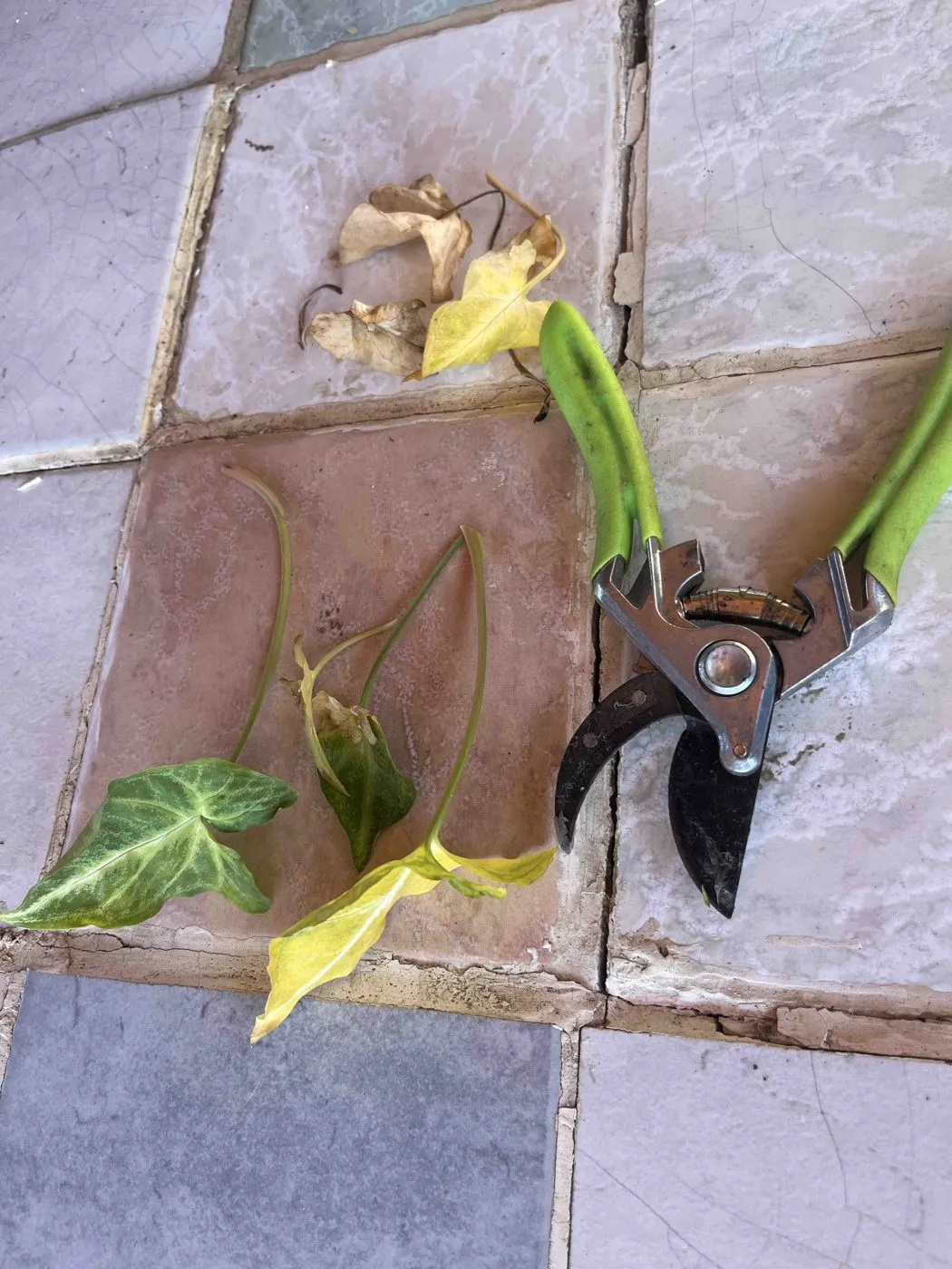 Trimmed Syngonium leaves on long stems at the bottom and dry brown fallen leaves at the top, laid on tiles next to green-handled pruning shears