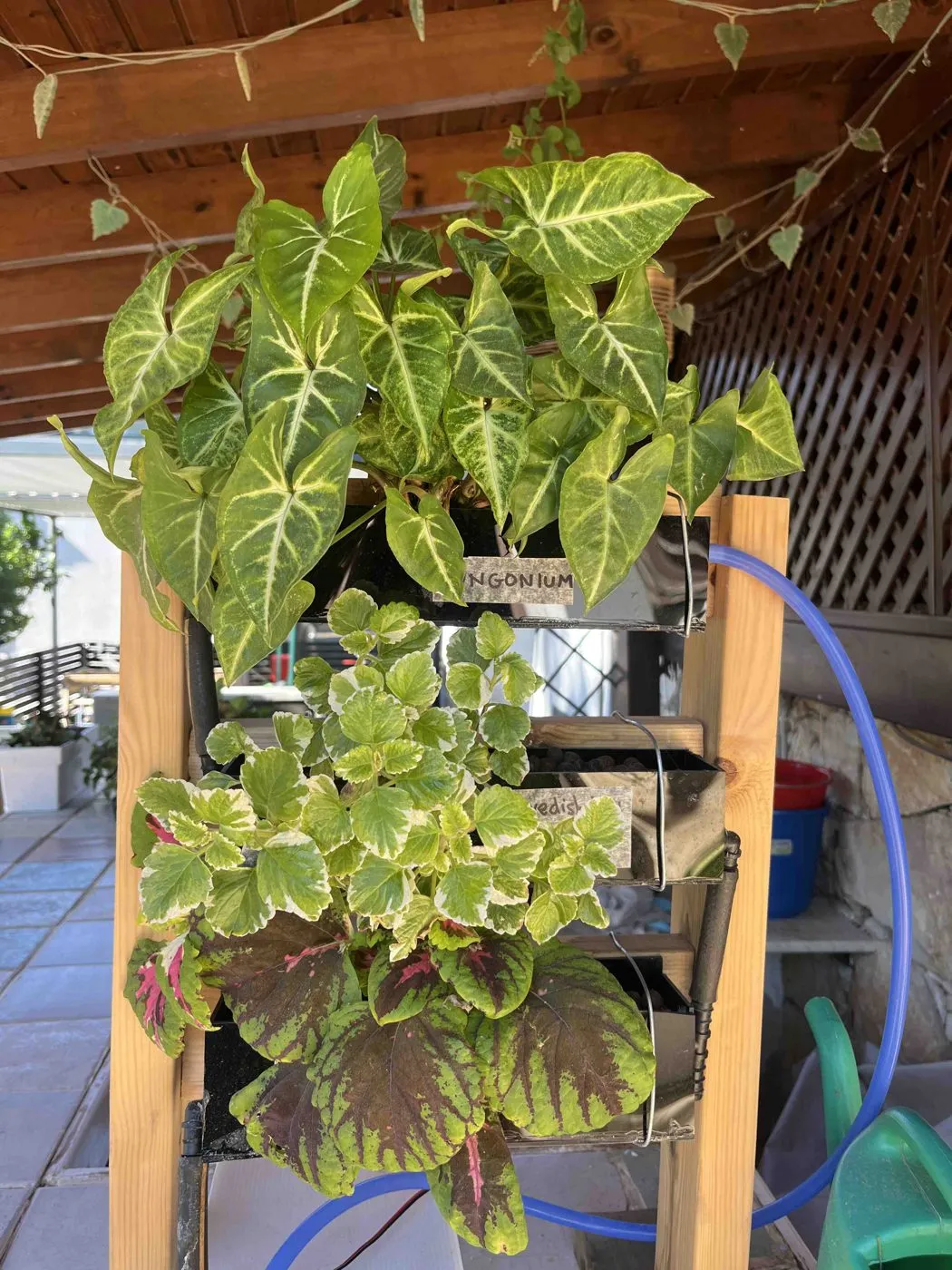 Syngonium in Frankie's top planter after trimming on day 54, fuller and tidier, with Swedish ivy and coleus below