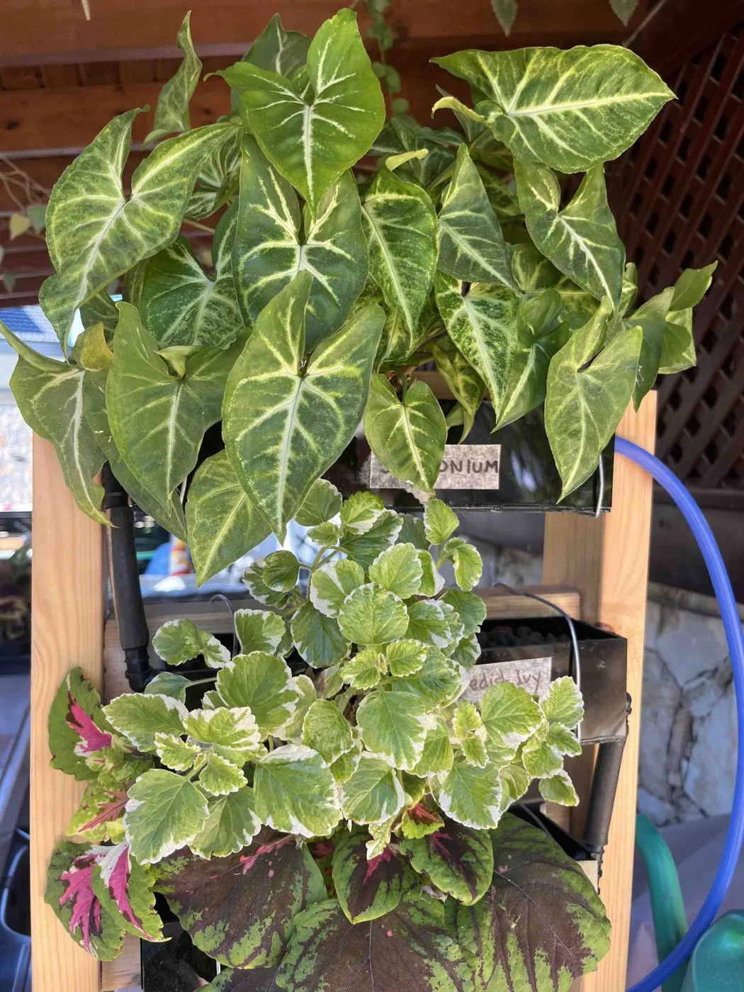 Full Syngonium podophyllum with arrow-shaped green leaves and silvery-white veining, spilling over the top planter of Frankie on day 54 in semi-hydro LECA