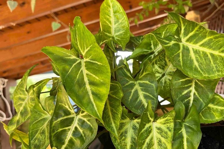 A full arrowhead plant with mid-green, pale-veined leaves filling a planter under a wooden pergola.