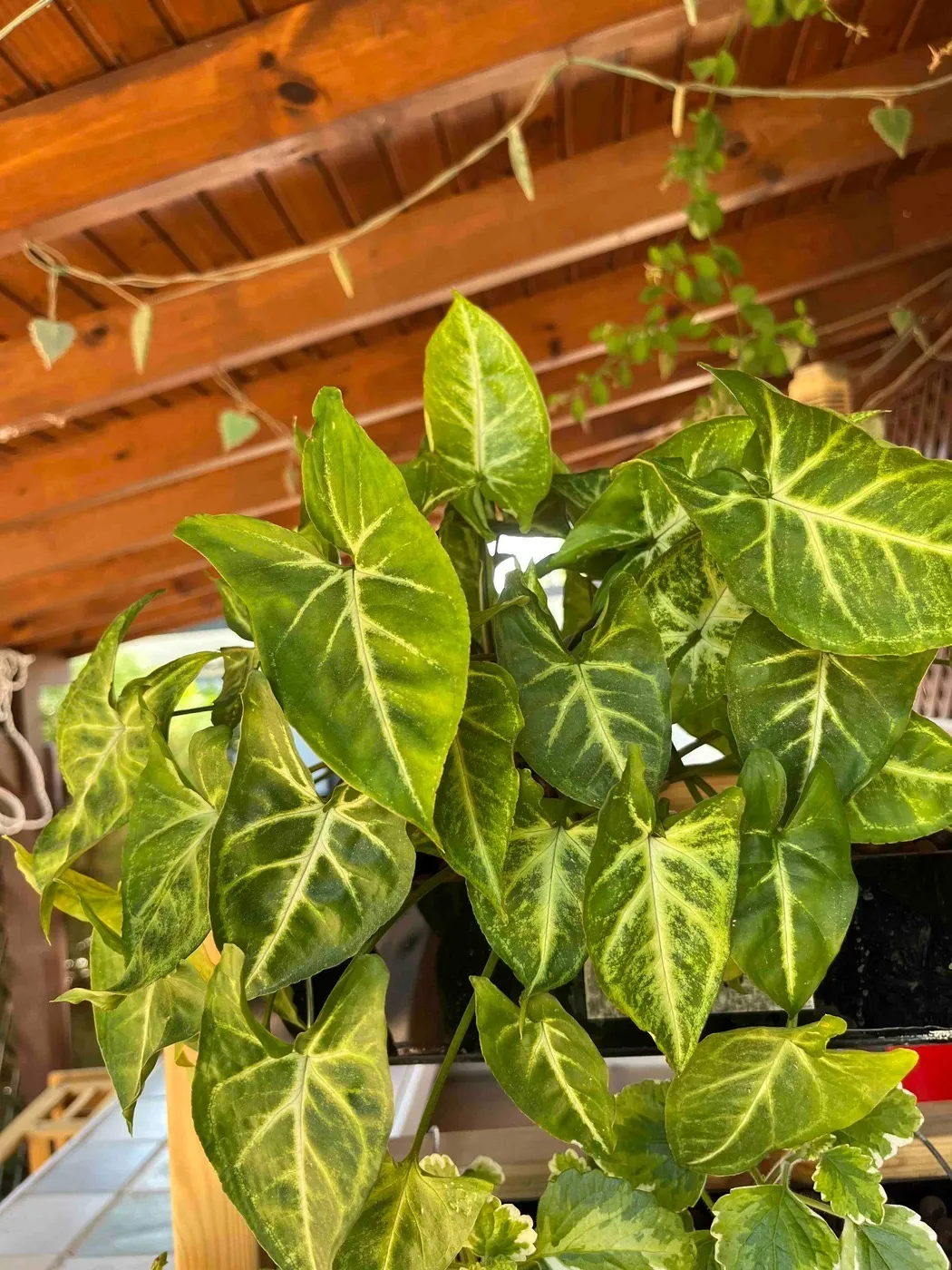 A full arrowhead plant with mid-green, pale-veined leaves filling Frankie's top planter under a wooden pergola, on day 66.