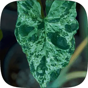 A single arrow-shaped Syngonium leaf, deep green marbled with silver.