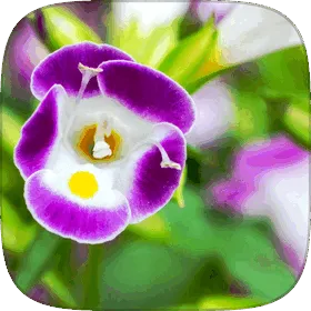 Torenia foliage with small trumpet flowers.