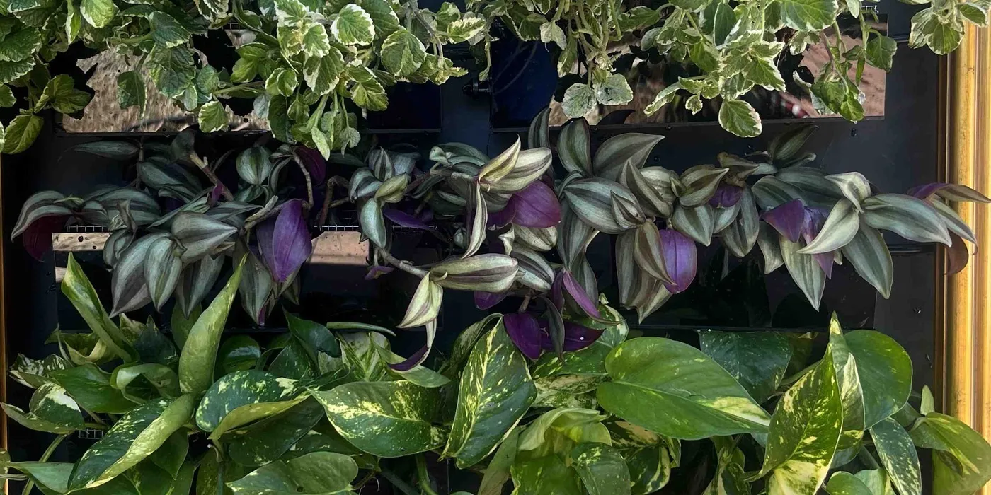The middle row of Sam on planting day: sparse tradescantia stems with drooping leaves, several purple undersides showing, and black panel visible between them.
