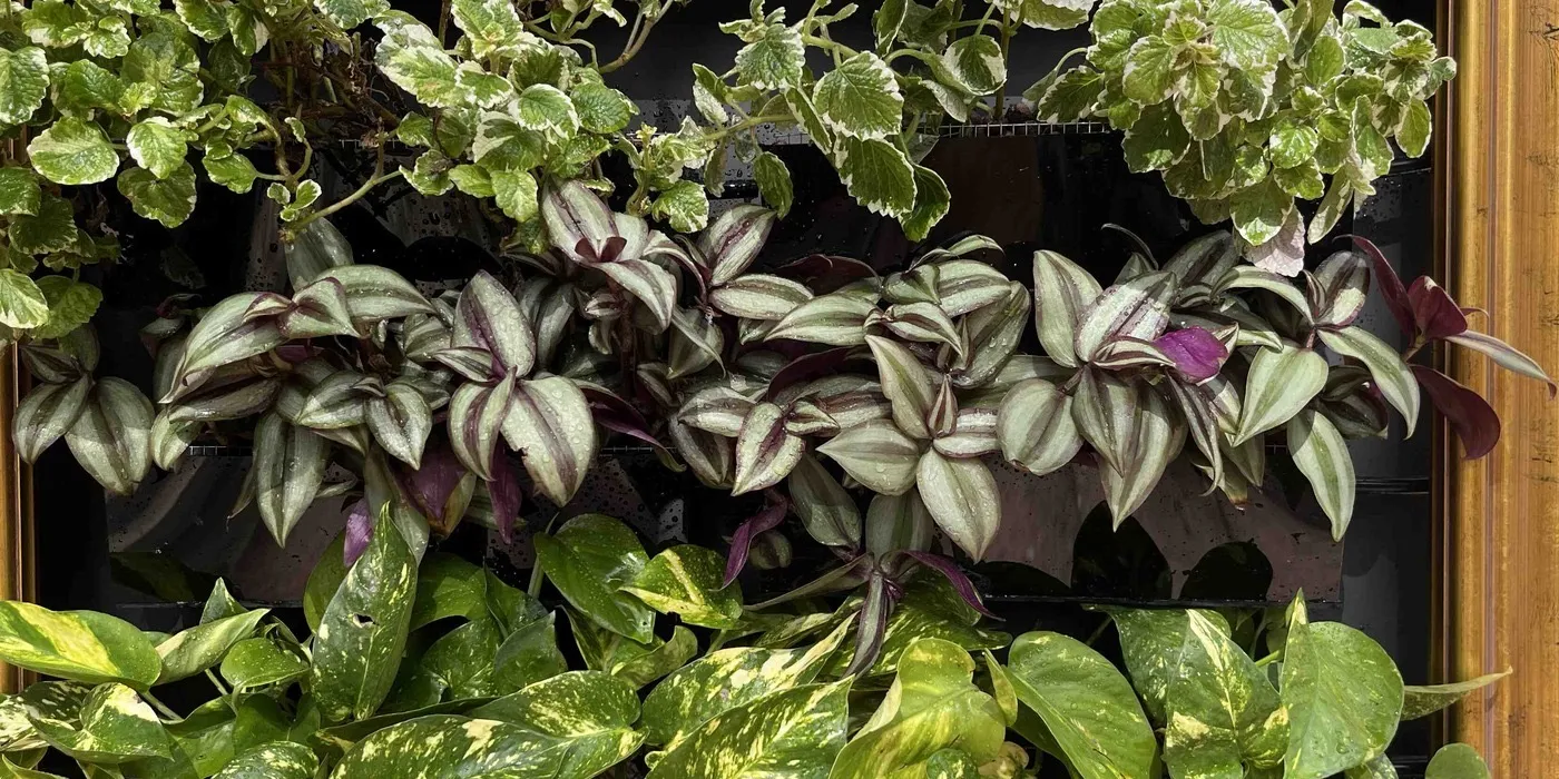 The middle row of Sam on day 9: a full band of tradescantia with upright silver-and-green striped leaves, no gaps between the stems.