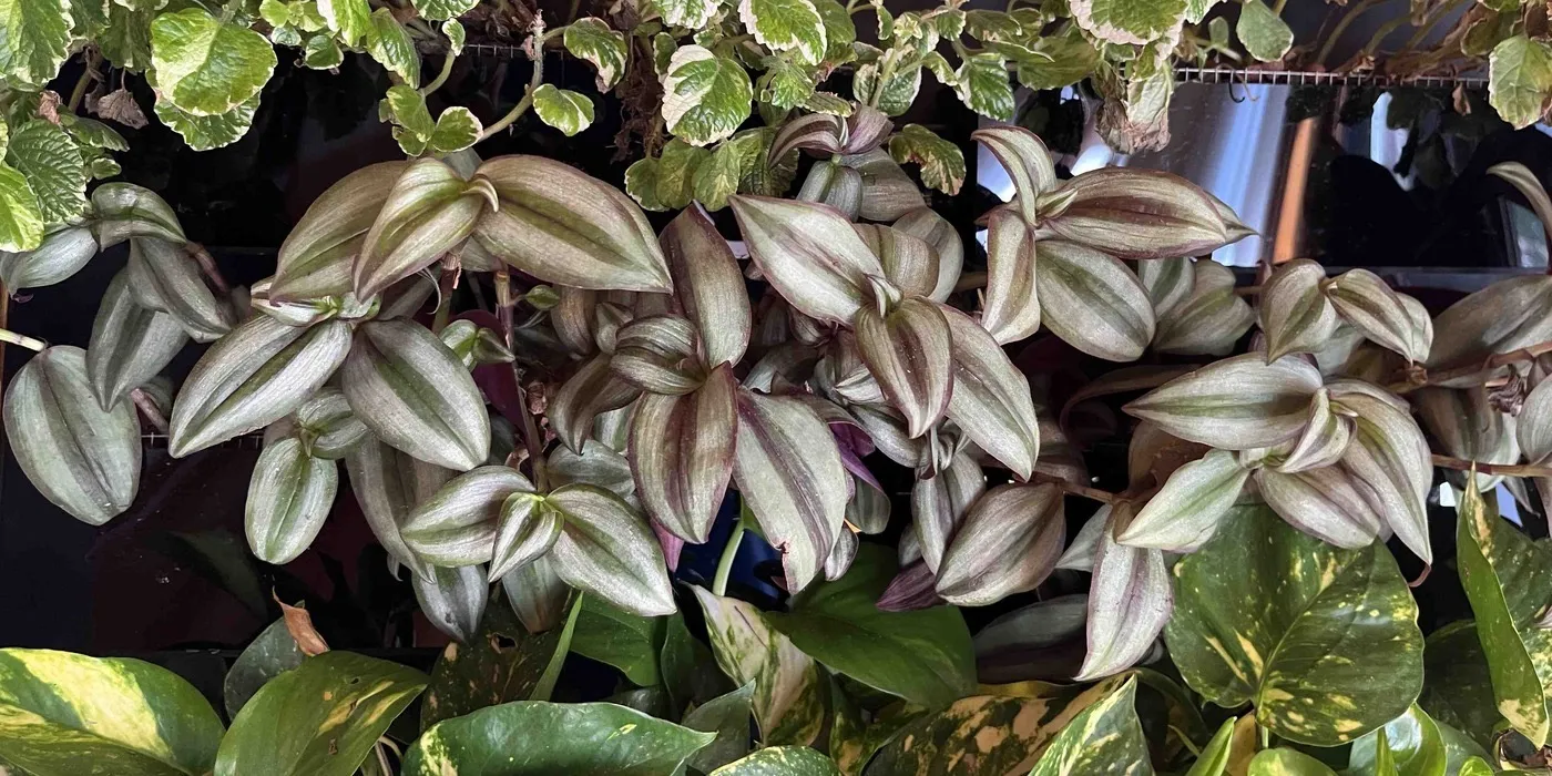 A dense band of tradescantia on Sam on day 16: pointed leaves striped silver and green with purple edges, Swedish ivy above and golden pothos below.