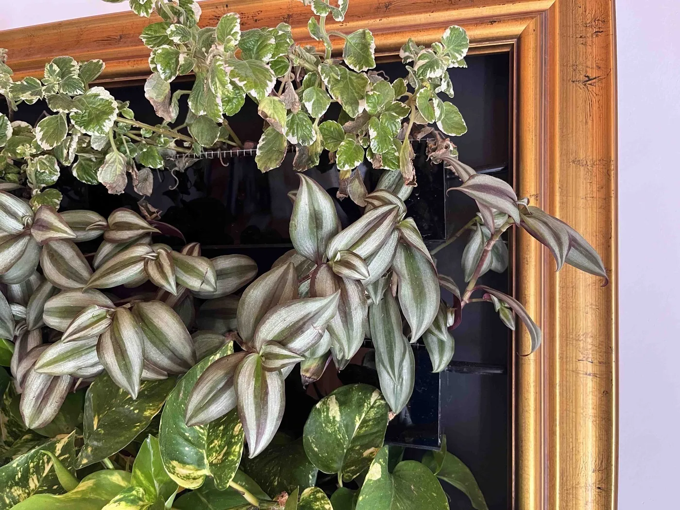 Long tradescantia stems on day 16 reaching up into the Swedish ivy and out over the right edge of the gold frame.