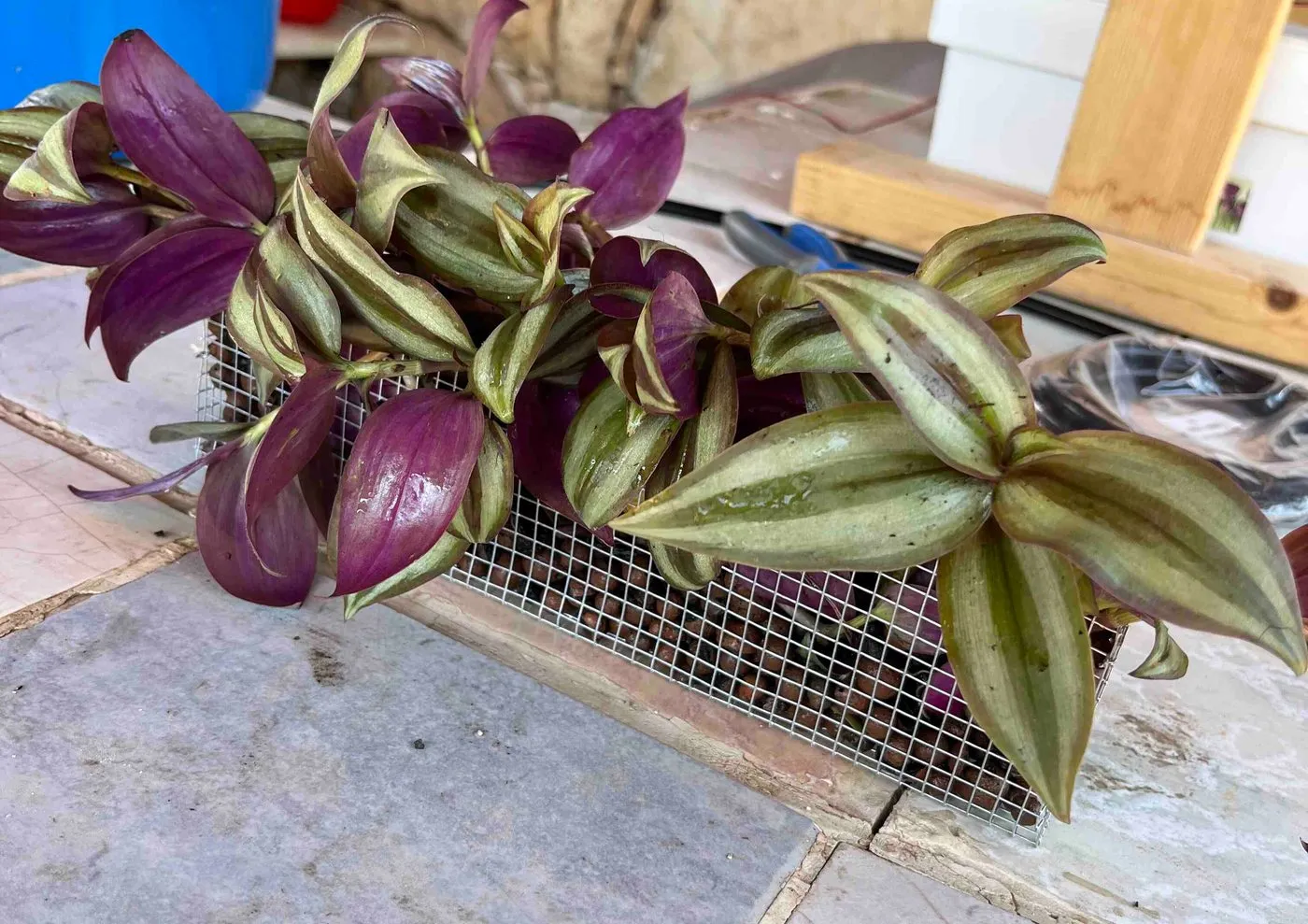 The planted mesh net cup from the side, full of LECA, with tradescantia leaves spilling over the edges