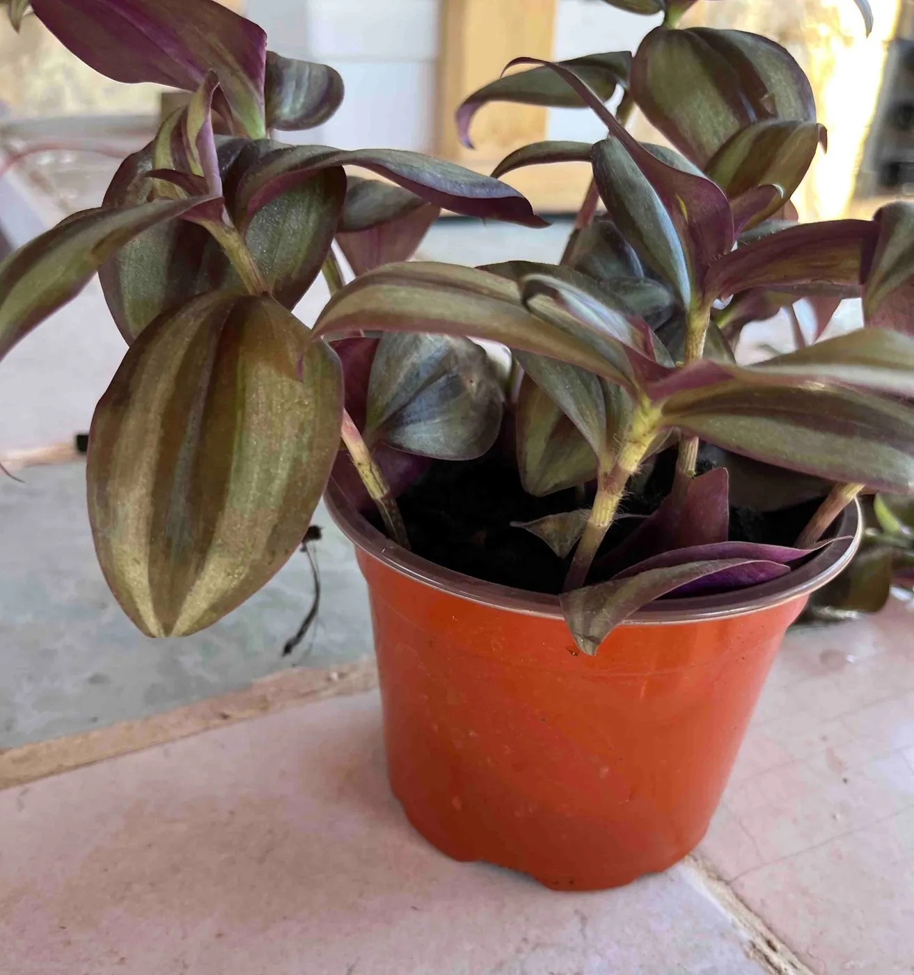 A bushy tradescantia with striped purple and green leaves in an orange plastic nursery pot