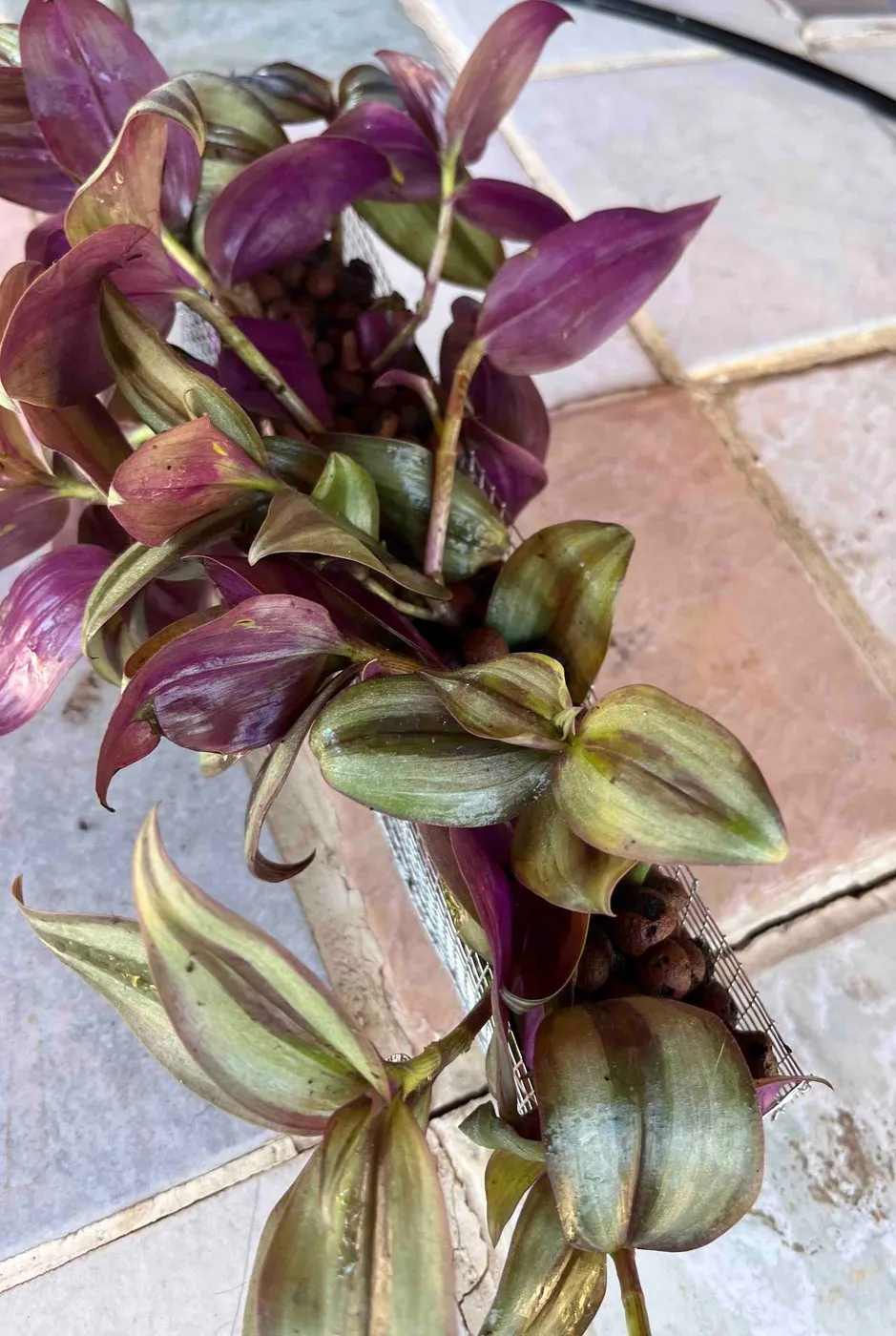 Tradescantia stems planted in a long wire-mesh net cup filled with LECA, seen from above