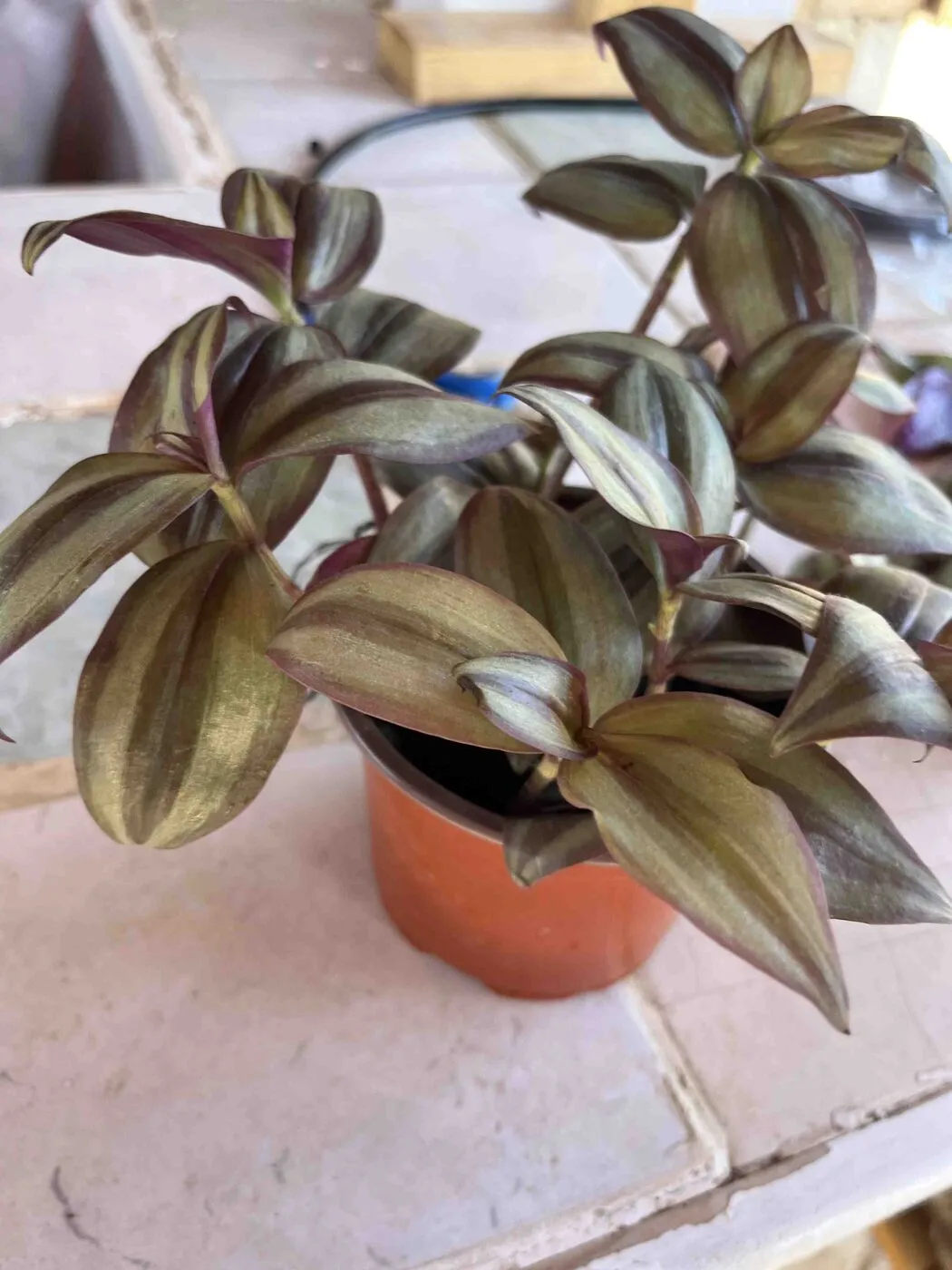 A small tradescantia in an orange nursery pot, with striped bronze leaves.