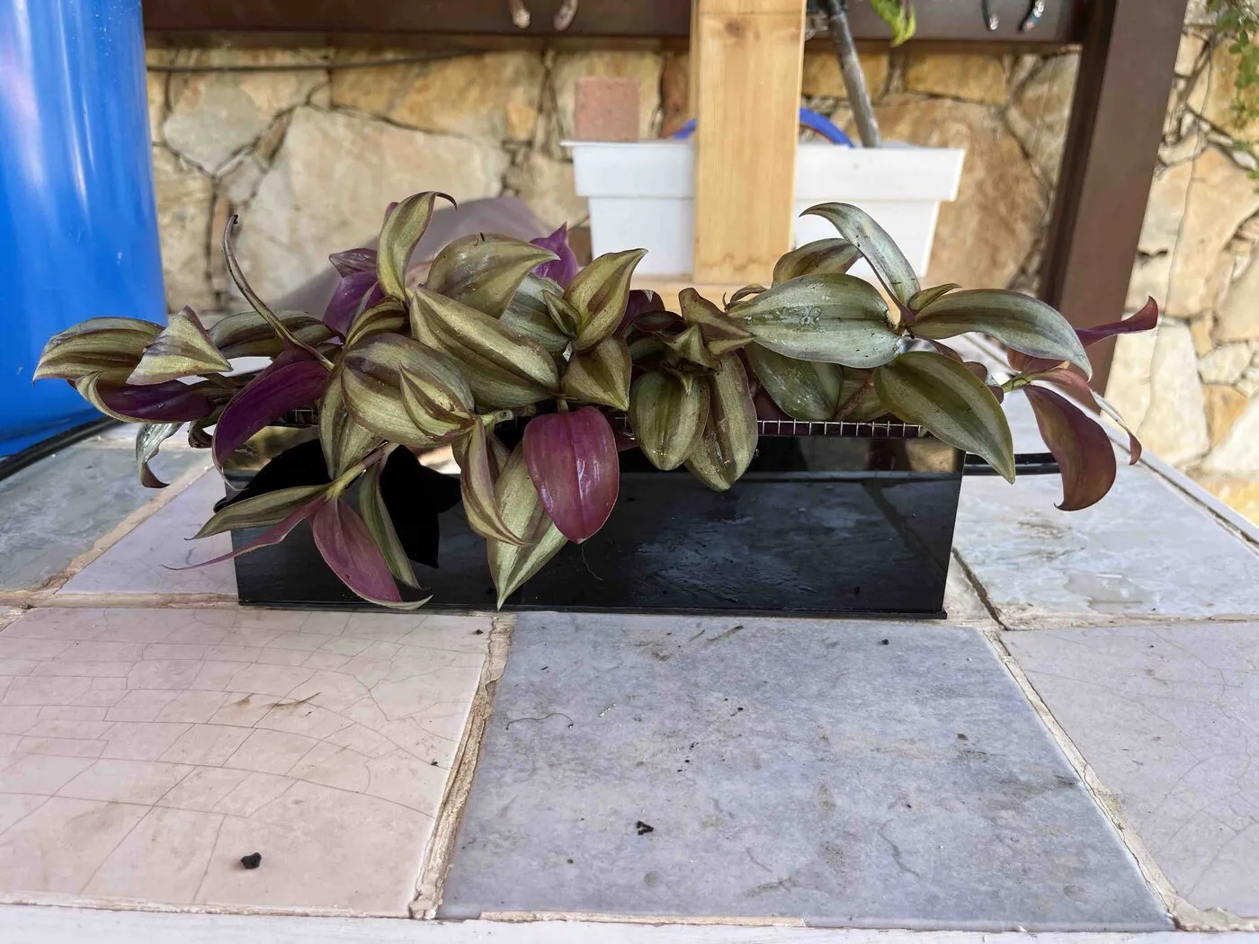 Tradescantia planted in a black planter, purple and bronze leaves spilling over the edge.